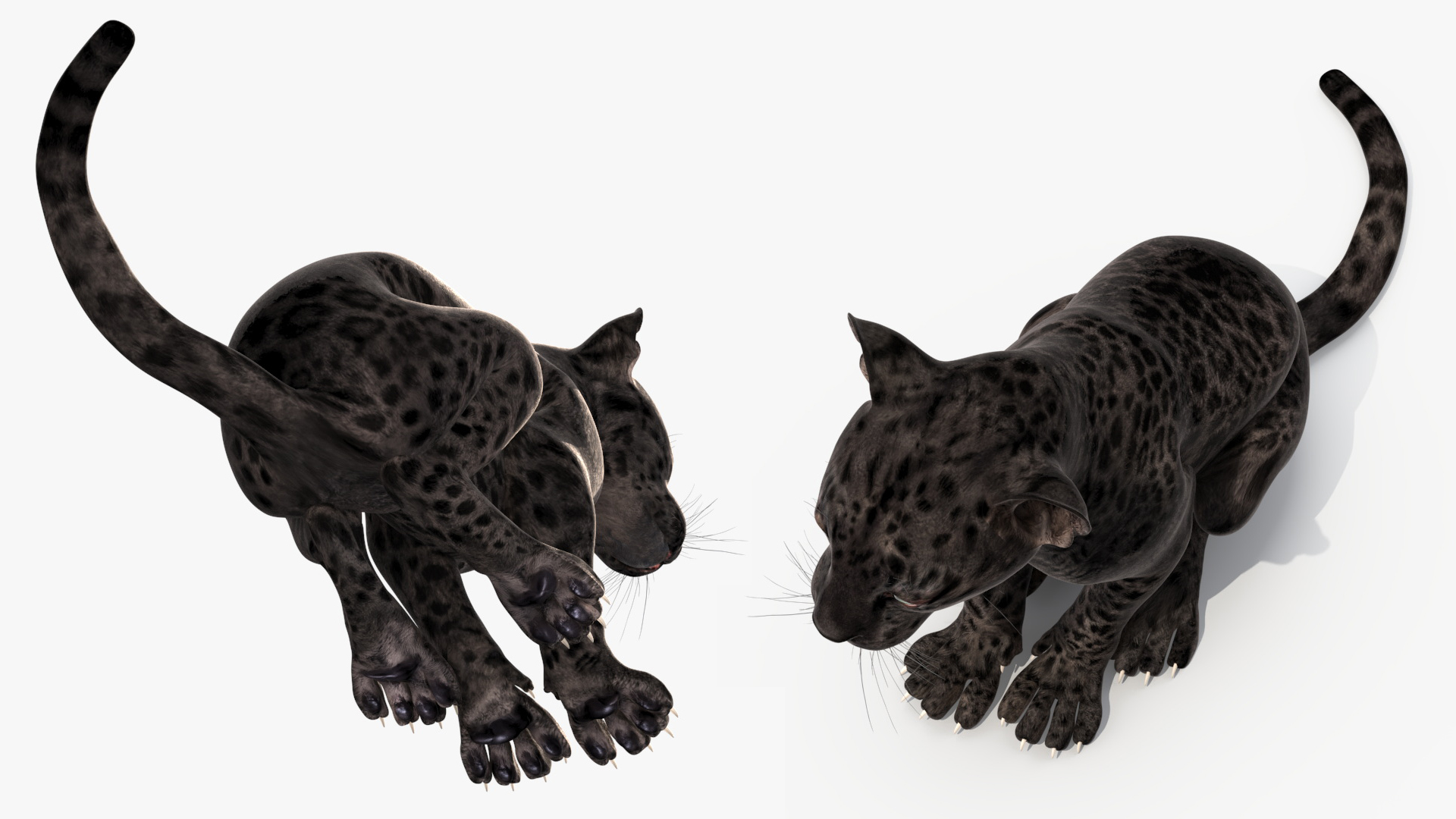 3D model Black Leopard Cub Sitting Pose