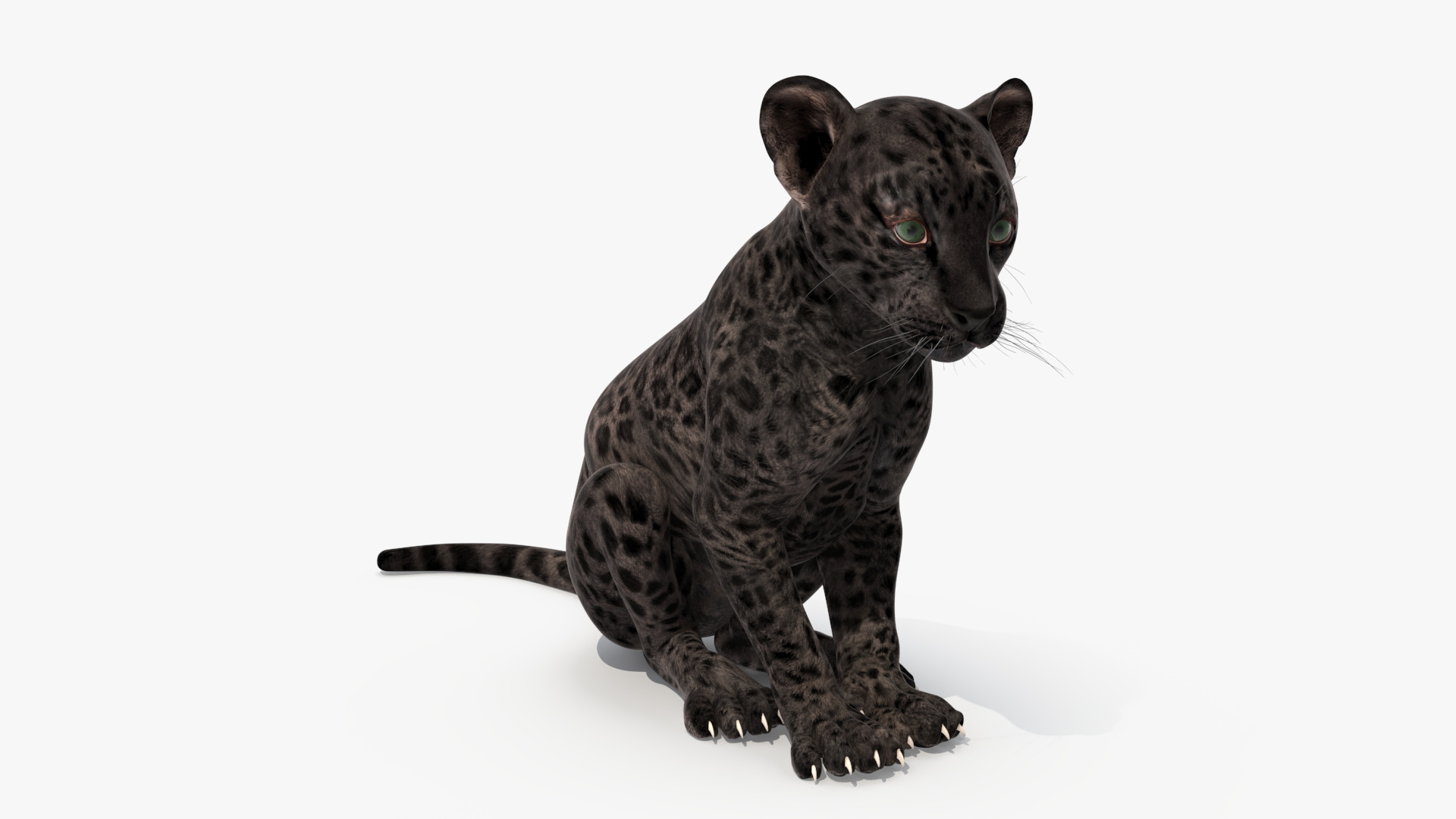 3D model Black Leopard Cub Sitting Pose