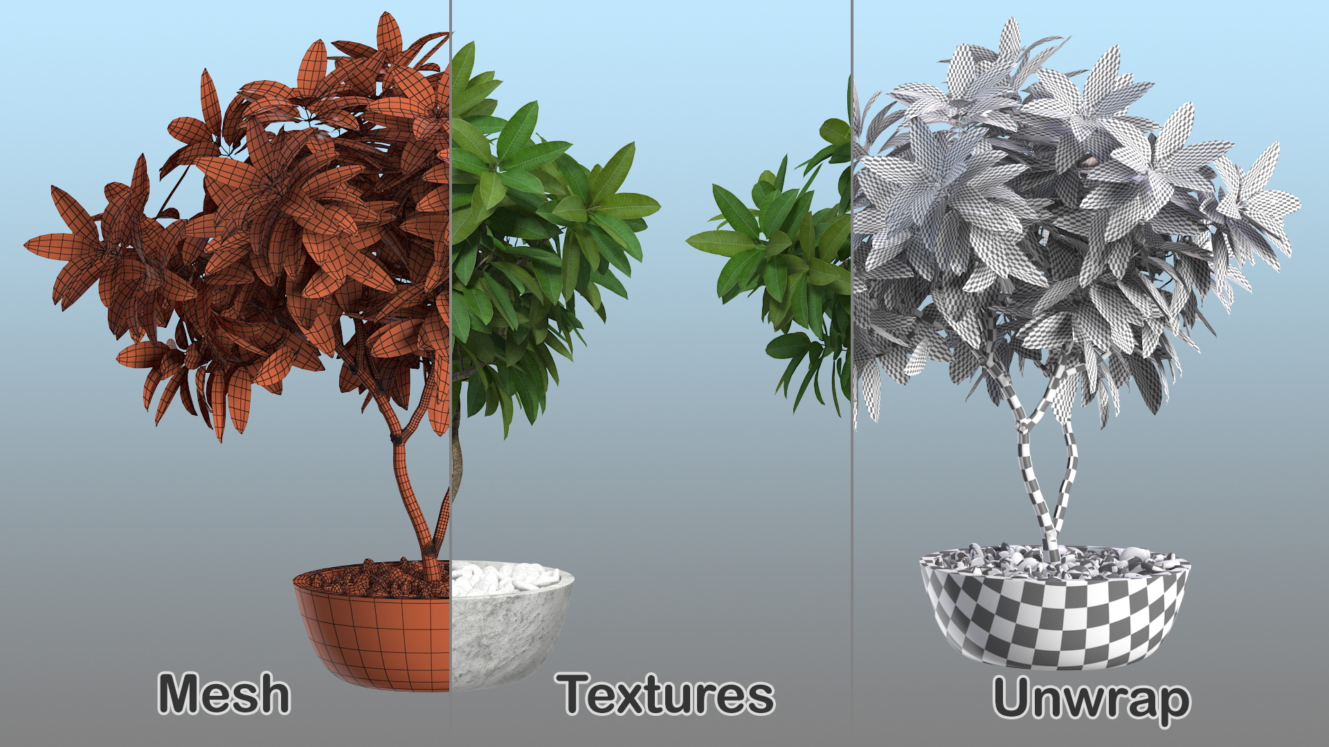 Flower Pot Plumeria 3D model