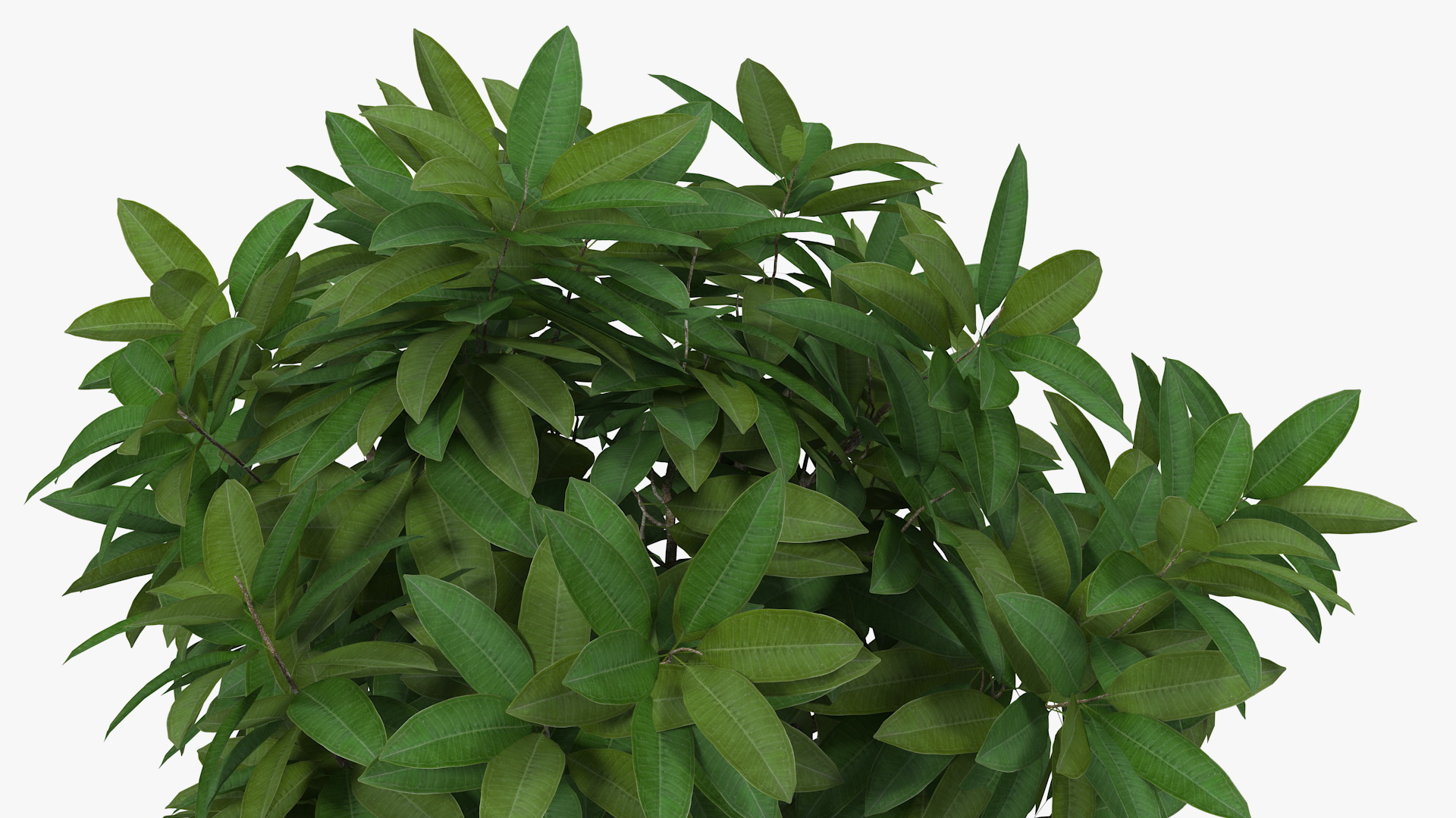 Flower Pot Plumeria 3D model