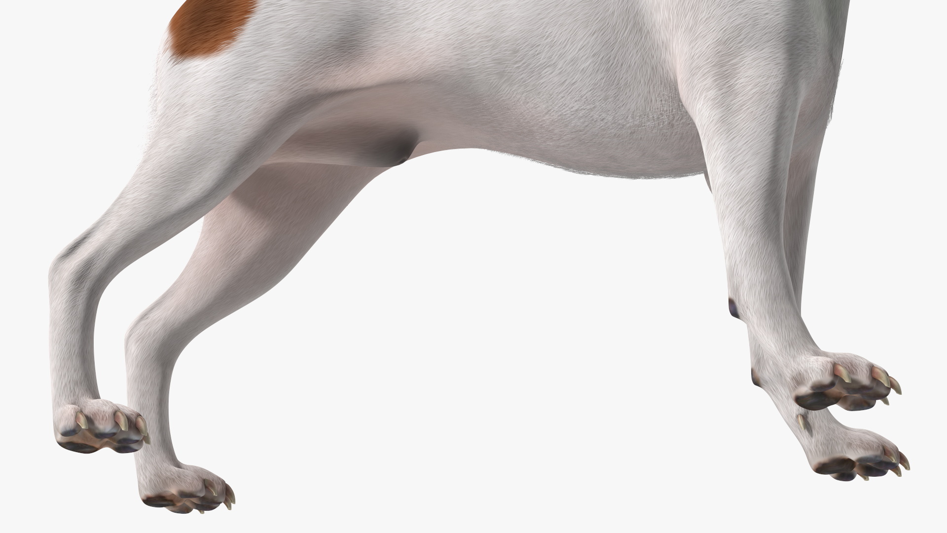 3D Jack Russell Terrier Wearing LED Collar Fur model
