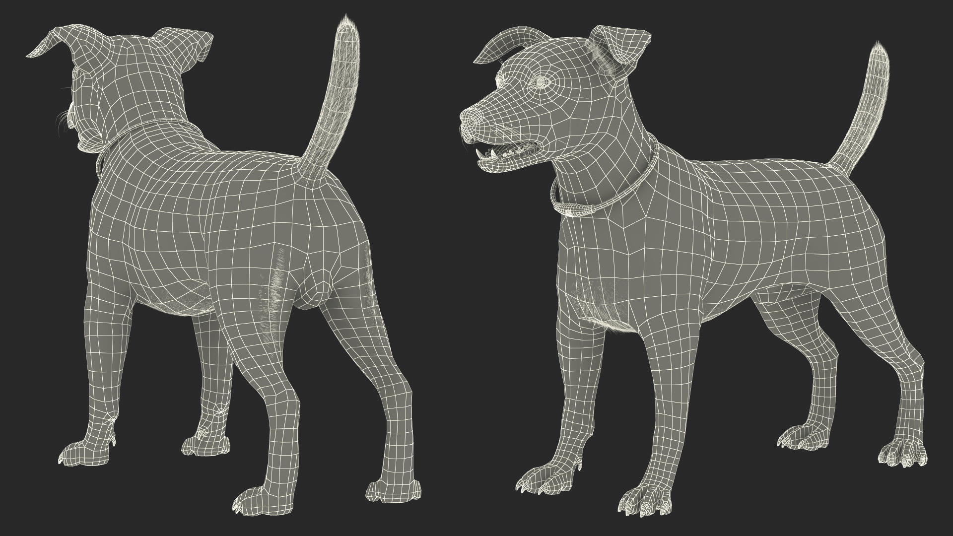 3D Jack Russell Terrier Wearing LED Collar Fur model