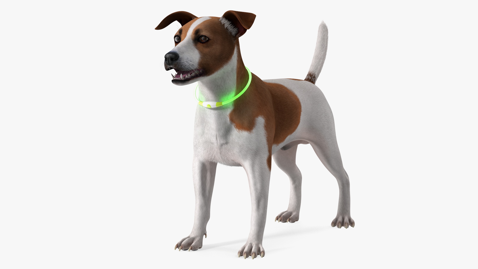 3D Jack Russell Terrier Wearing LED Collar Fur model