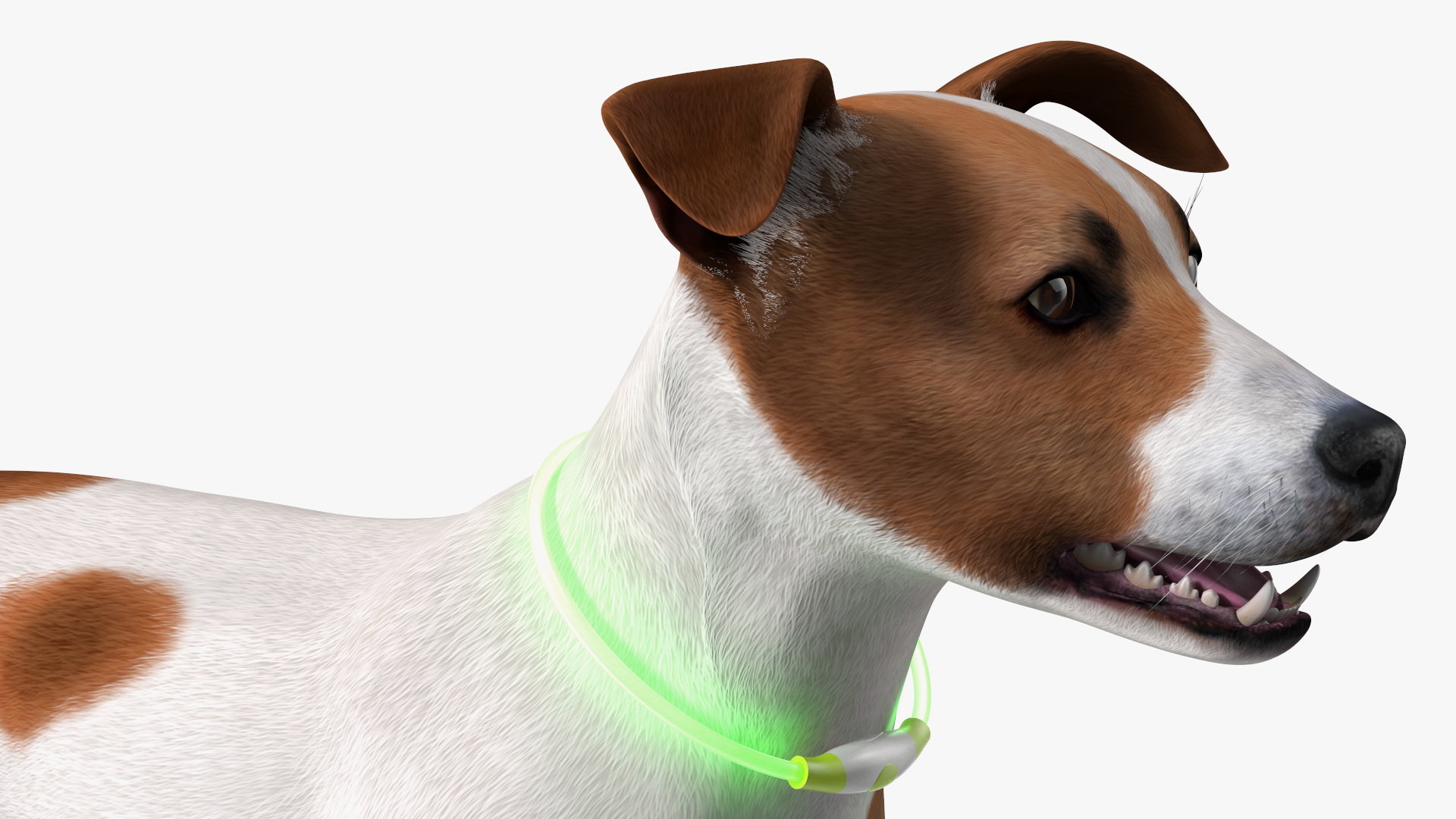 3D Jack Russell Terrier Wearing LED Collar Fur model