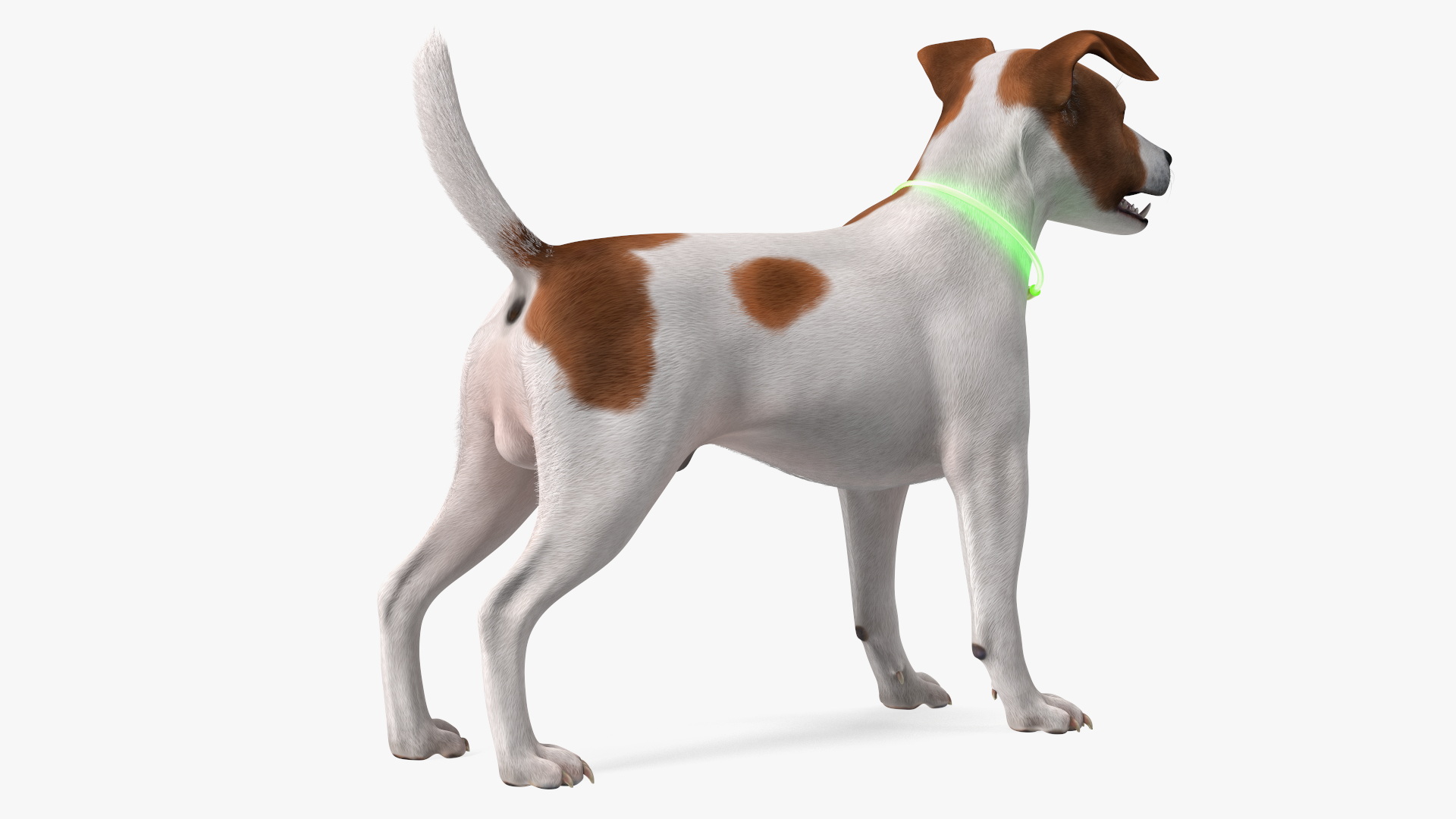 3D Jack Russell Terrier Wearing LED Collar Fur model