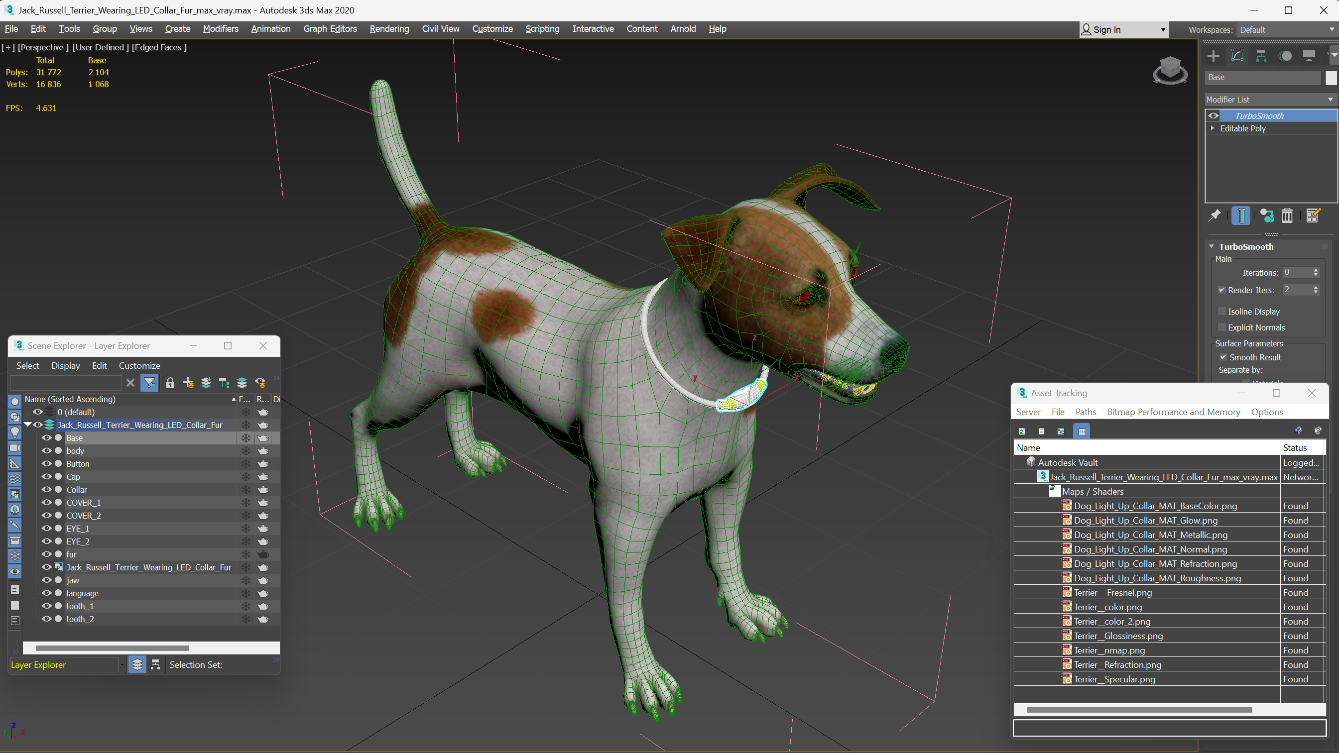 3D Jack Russell Terrier Wearing LED Collar Fur model