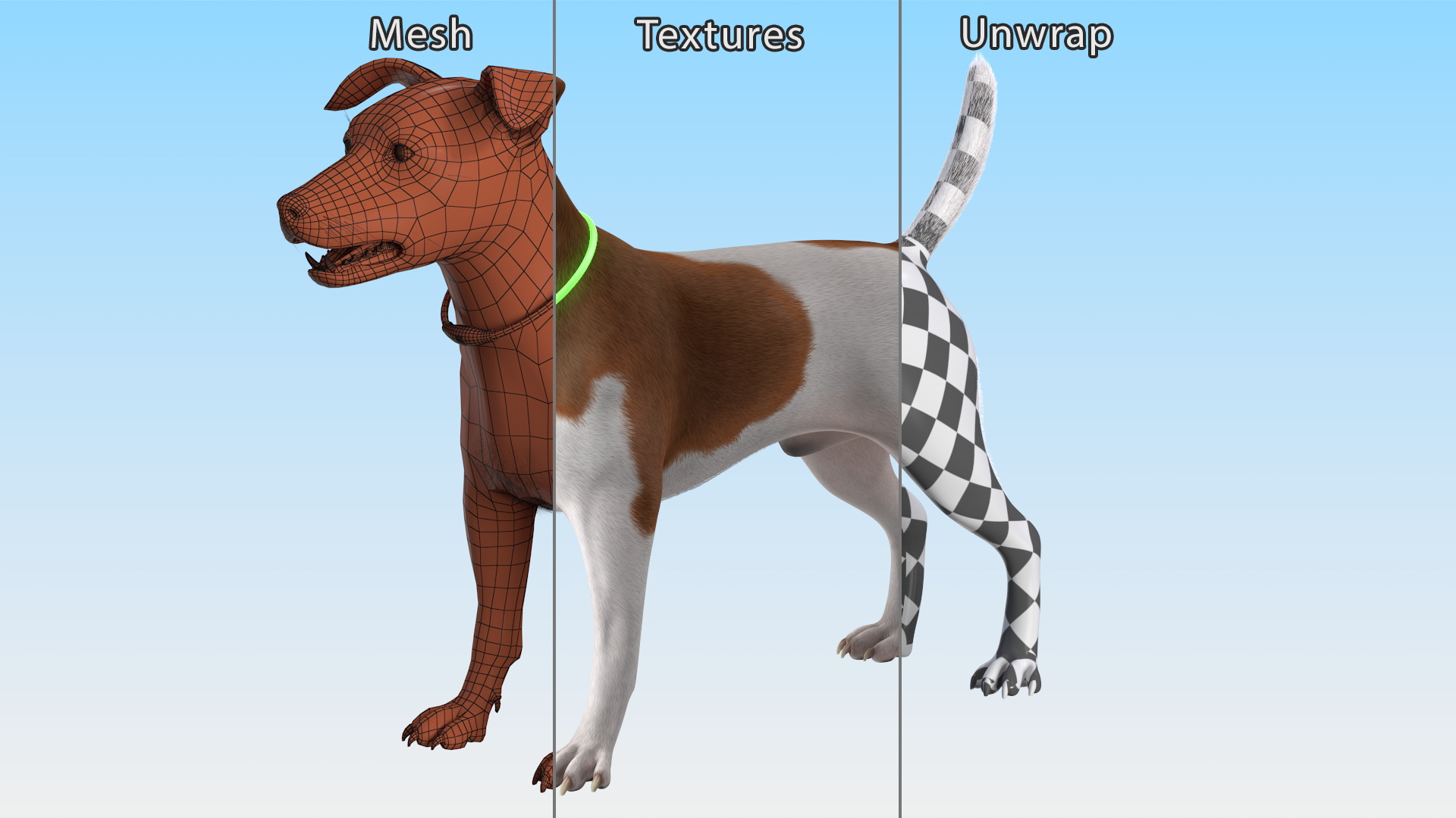 3D Jack Russell Terrier Wearing LED Collar Fur model