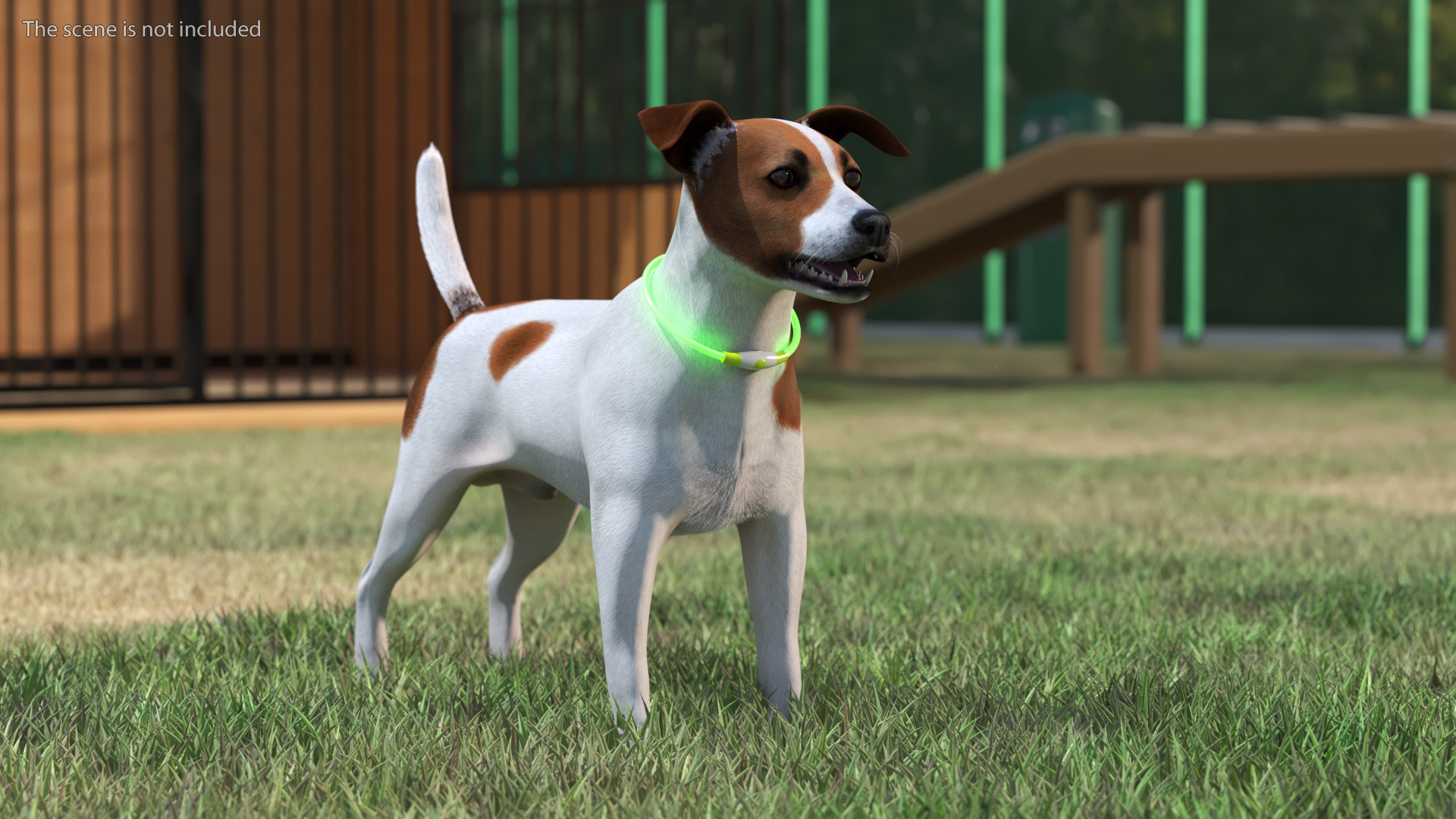 3D Jack Russell Terrier Wearing LED Collar Fur model
