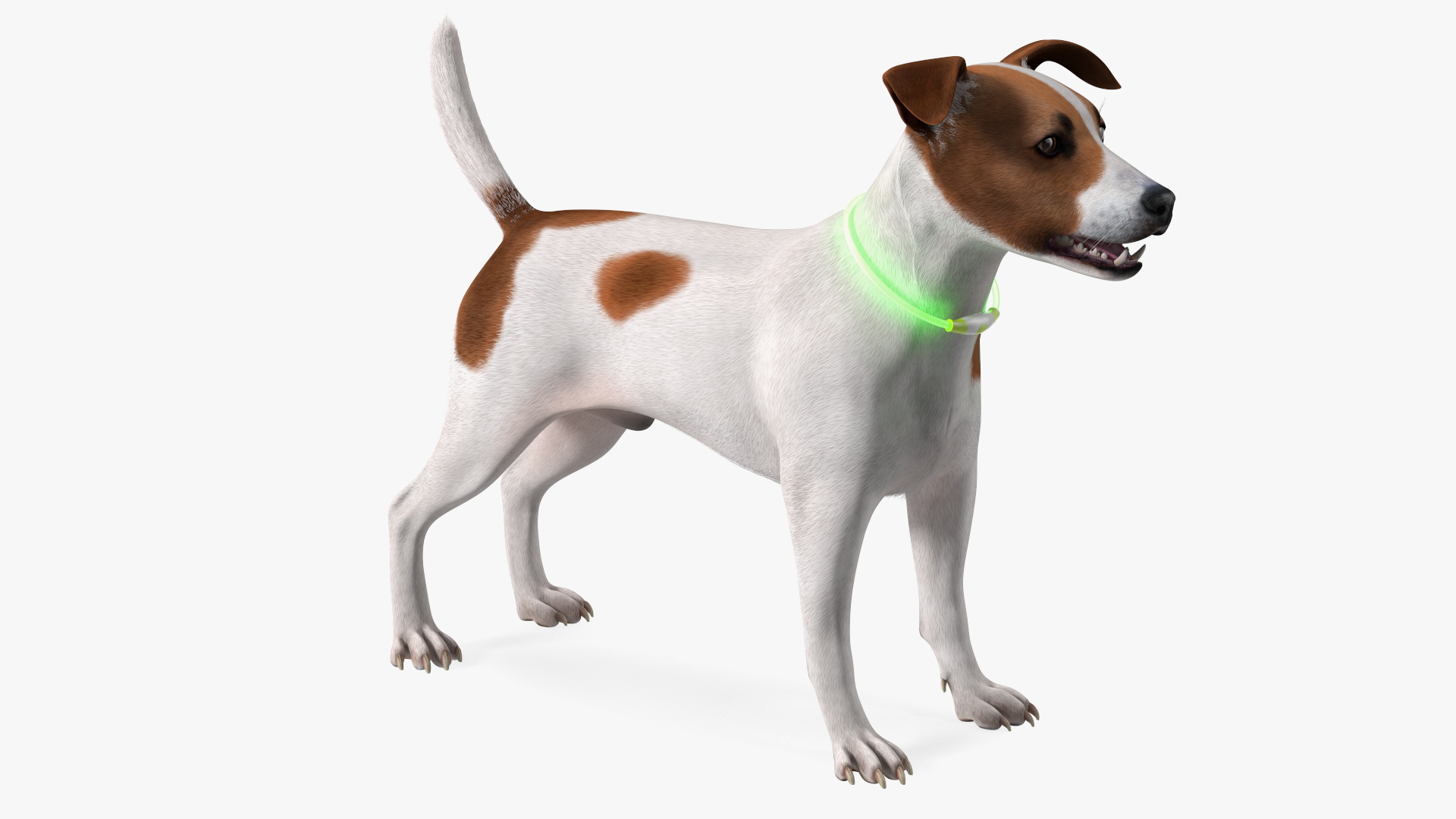 3D Jack Russell Terrier Wearing LED Collar Fur model