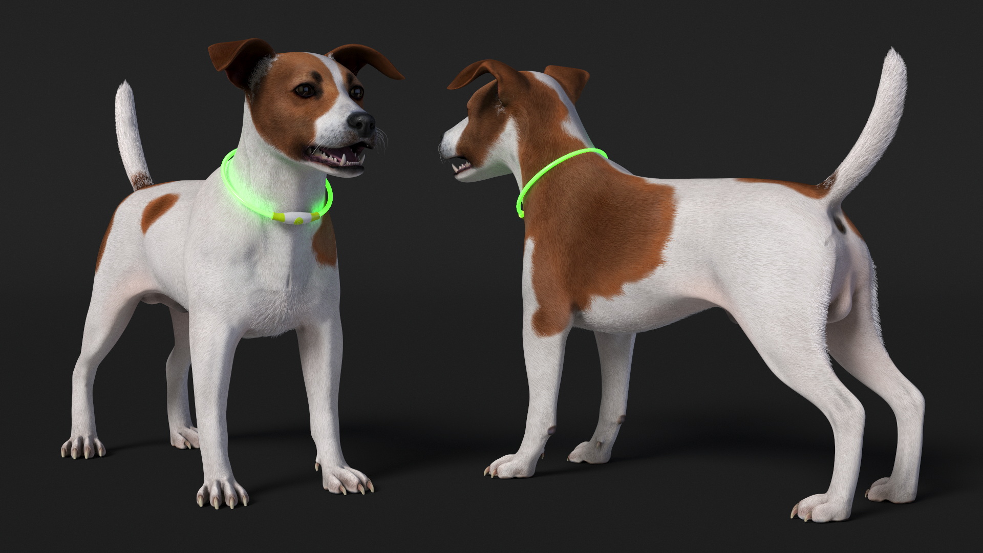3D Jack Russell Terrier Wearing LED Collar Fur model