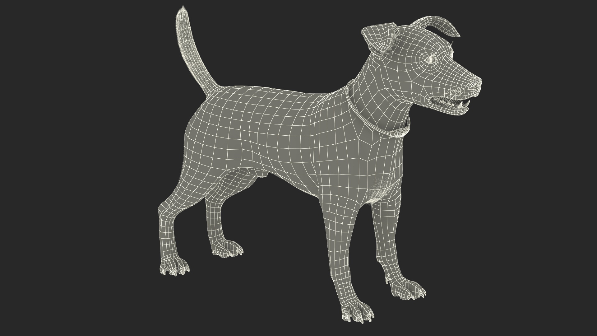 3D Jack Russell Terrier Wearing LED Collar Fur model
