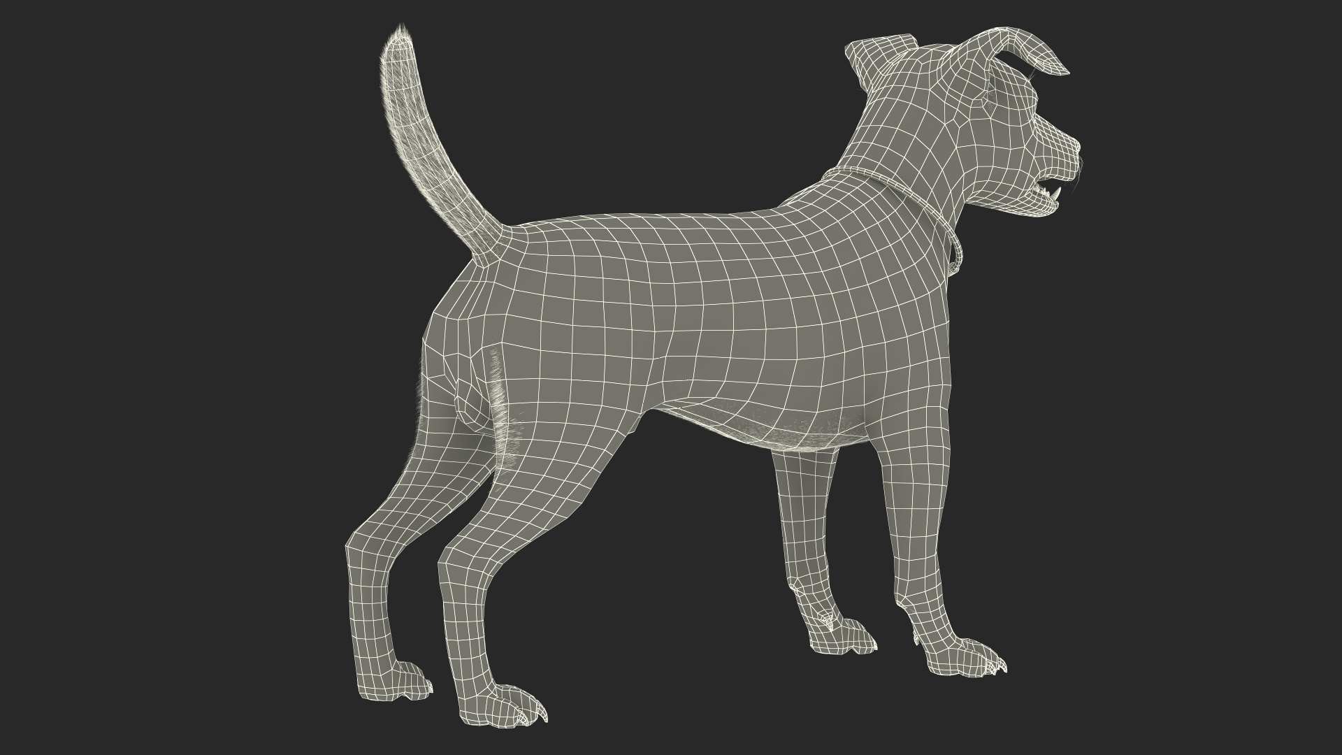 3D Jack Russell Terrier Wearing LED Collar Fur model