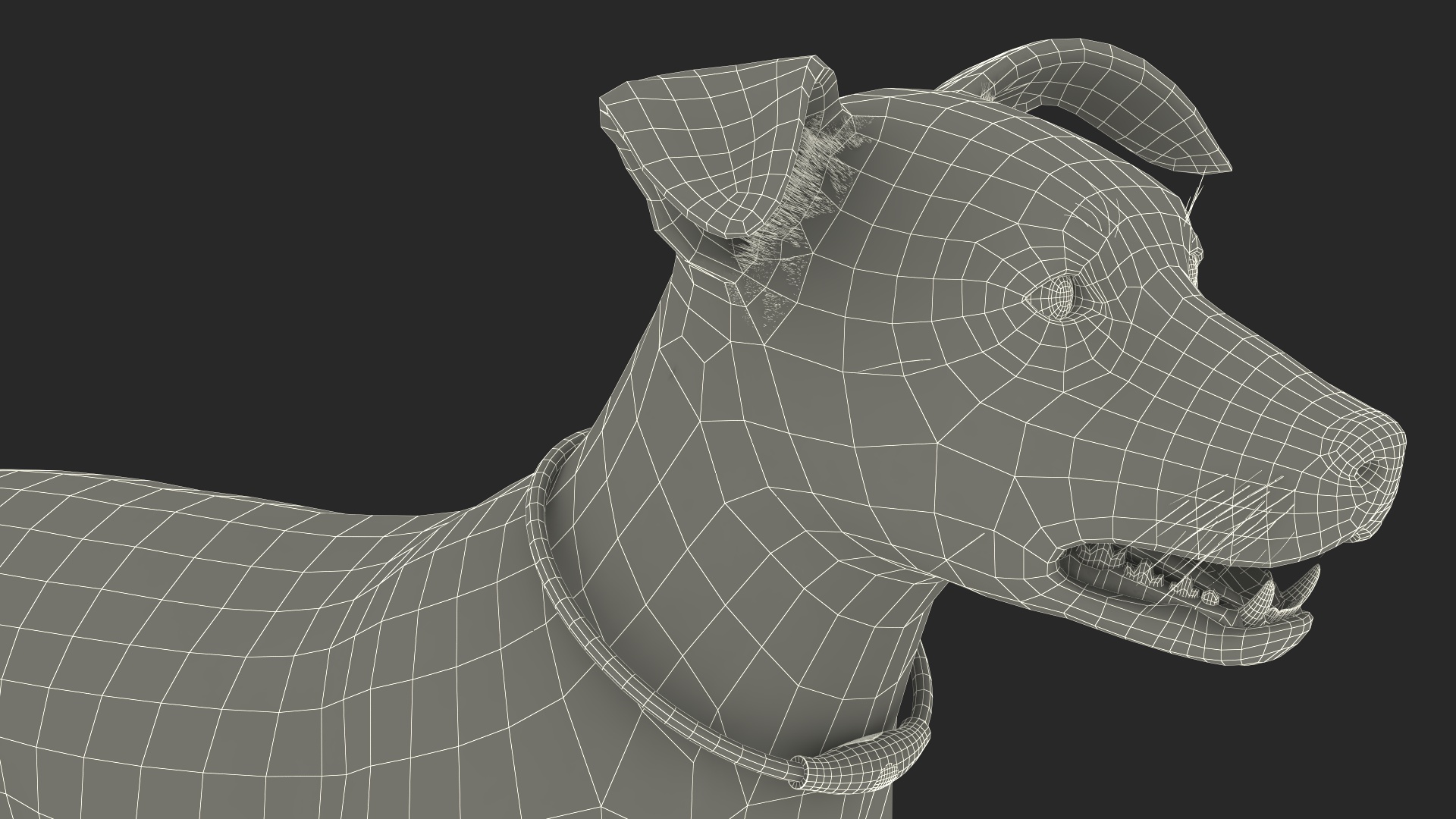 3D Jack Russell Terrier Wearing LED Collar Fur model