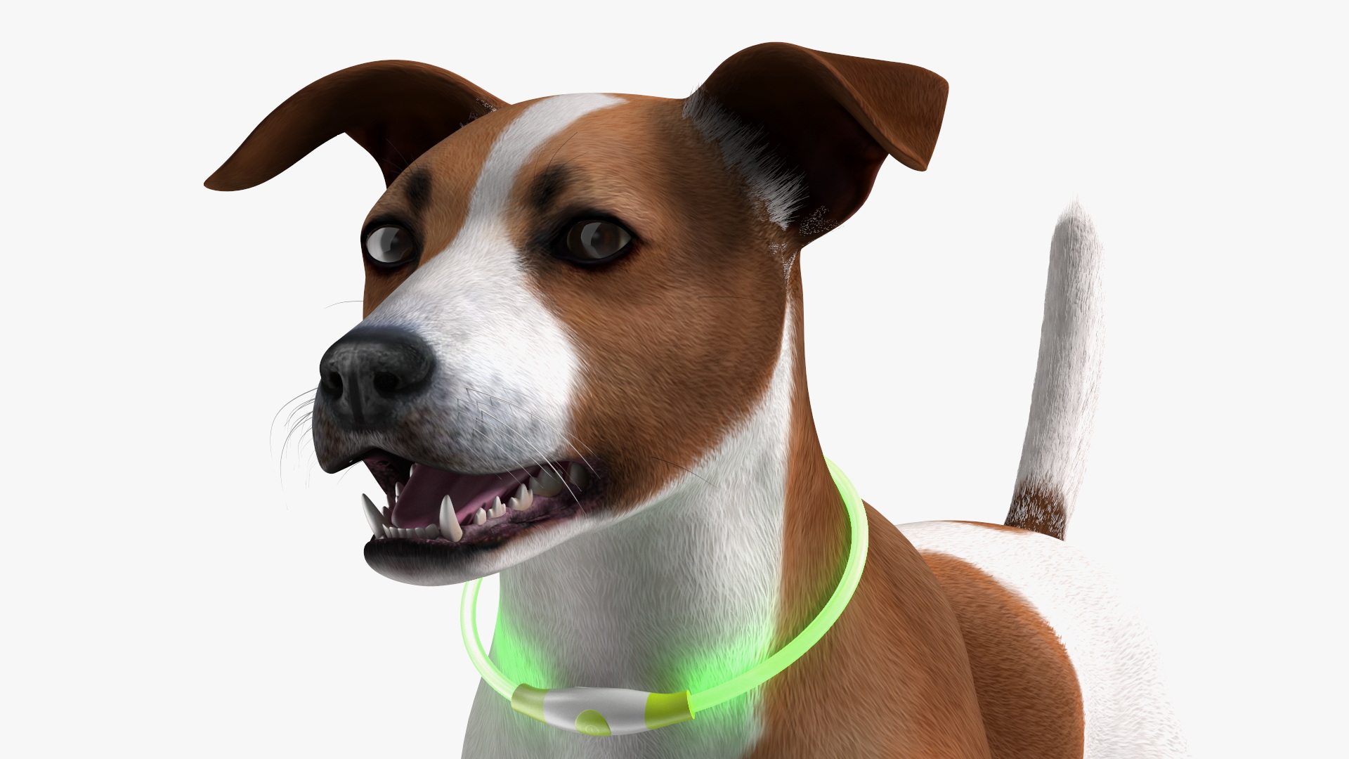 3D Jack Russell Terrier Wearing LED Collar Fur model