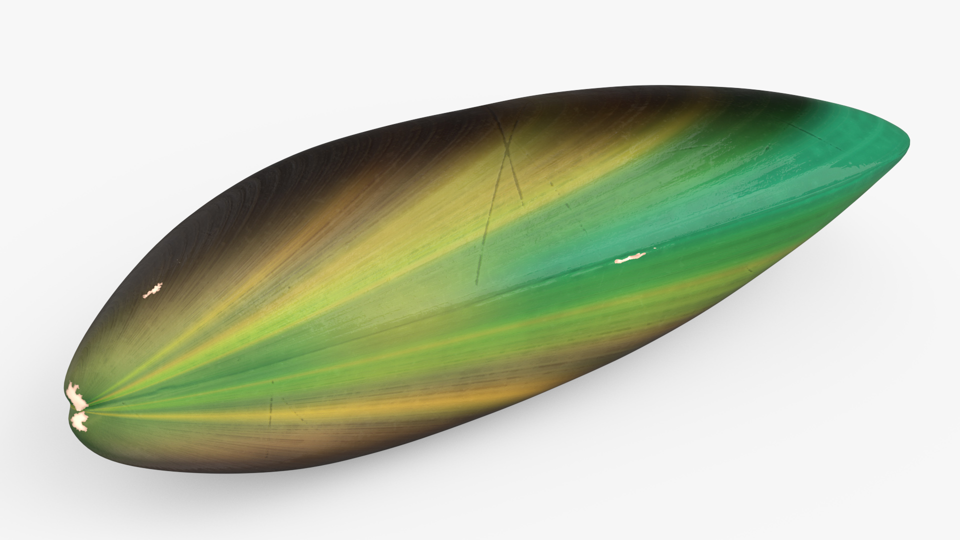 3D Green Lipped Clam Shell model