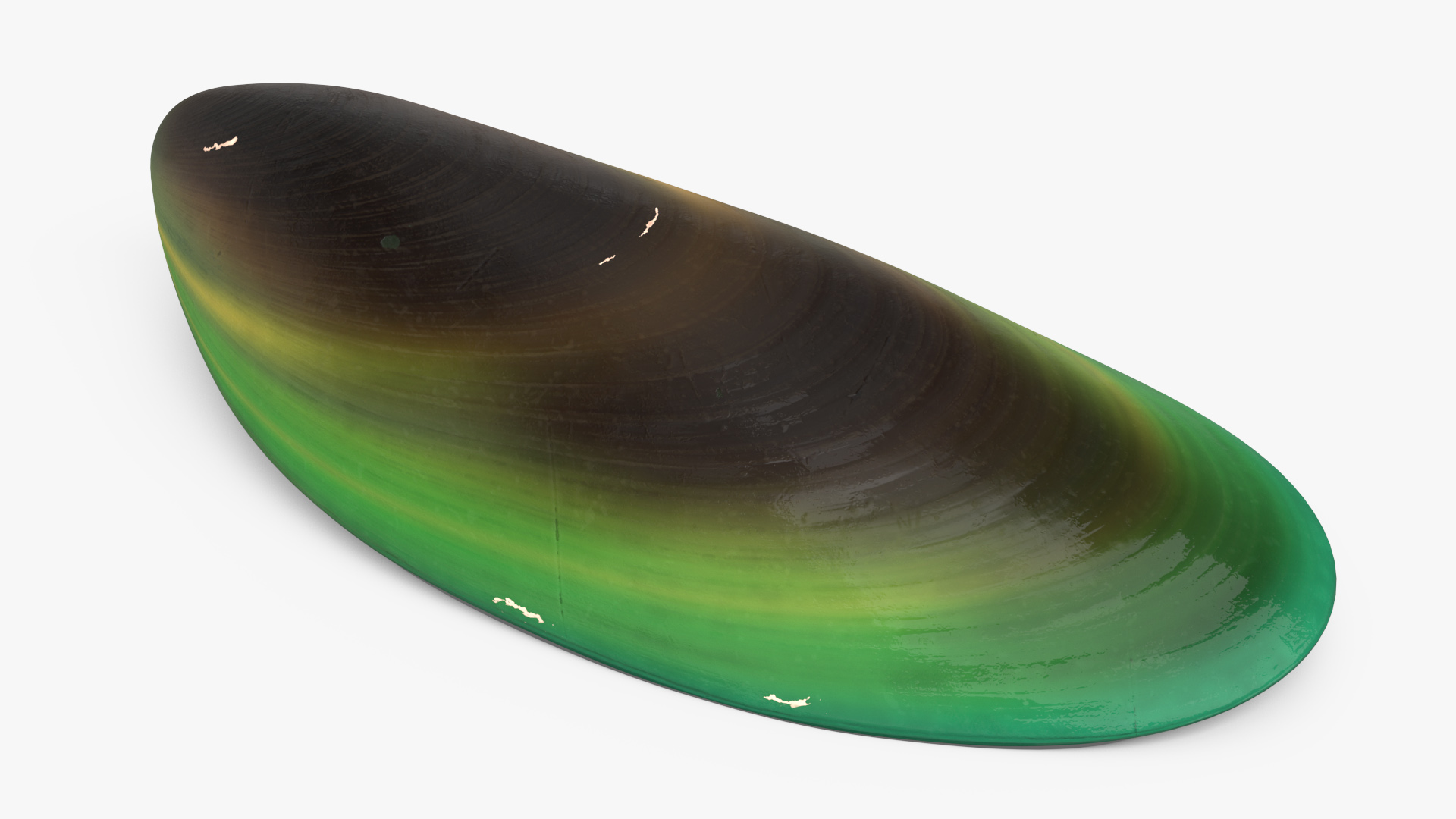 3D Green Lipped Clam Shell model