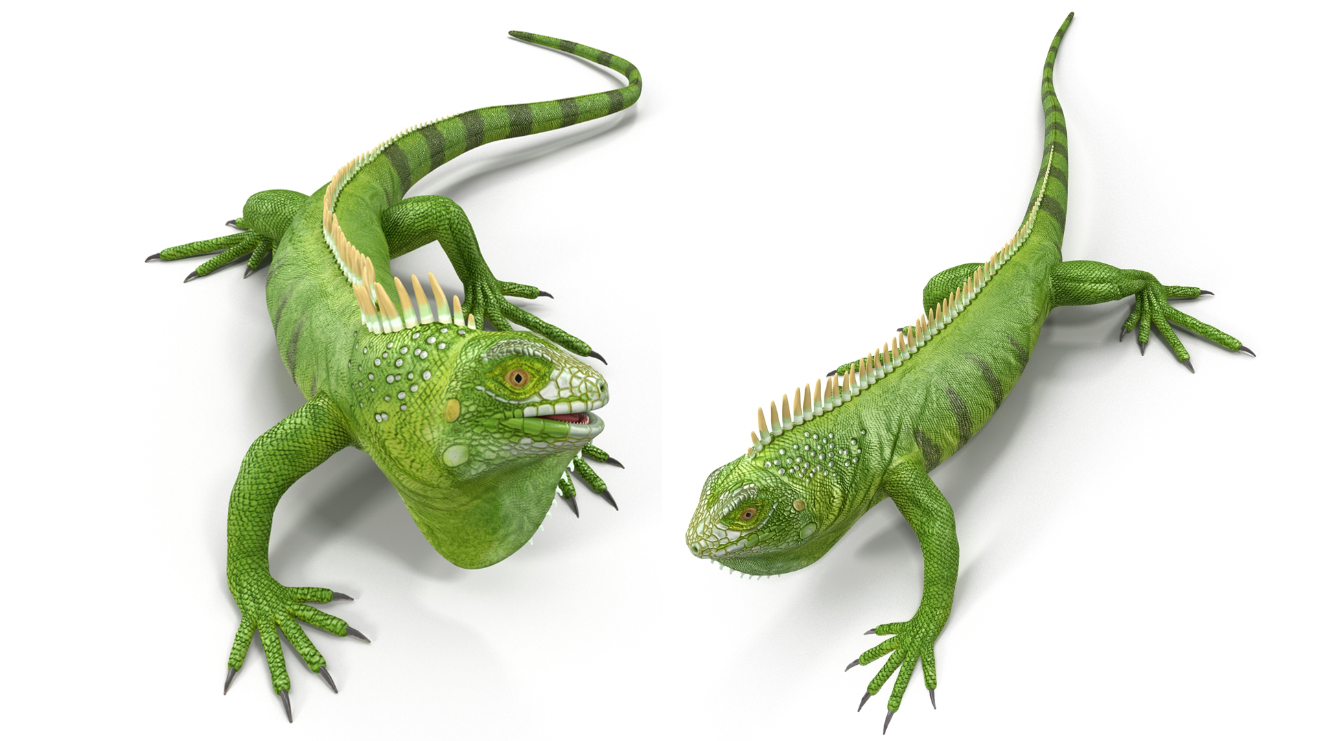 3D model Iguana Reptile Creature Rigged