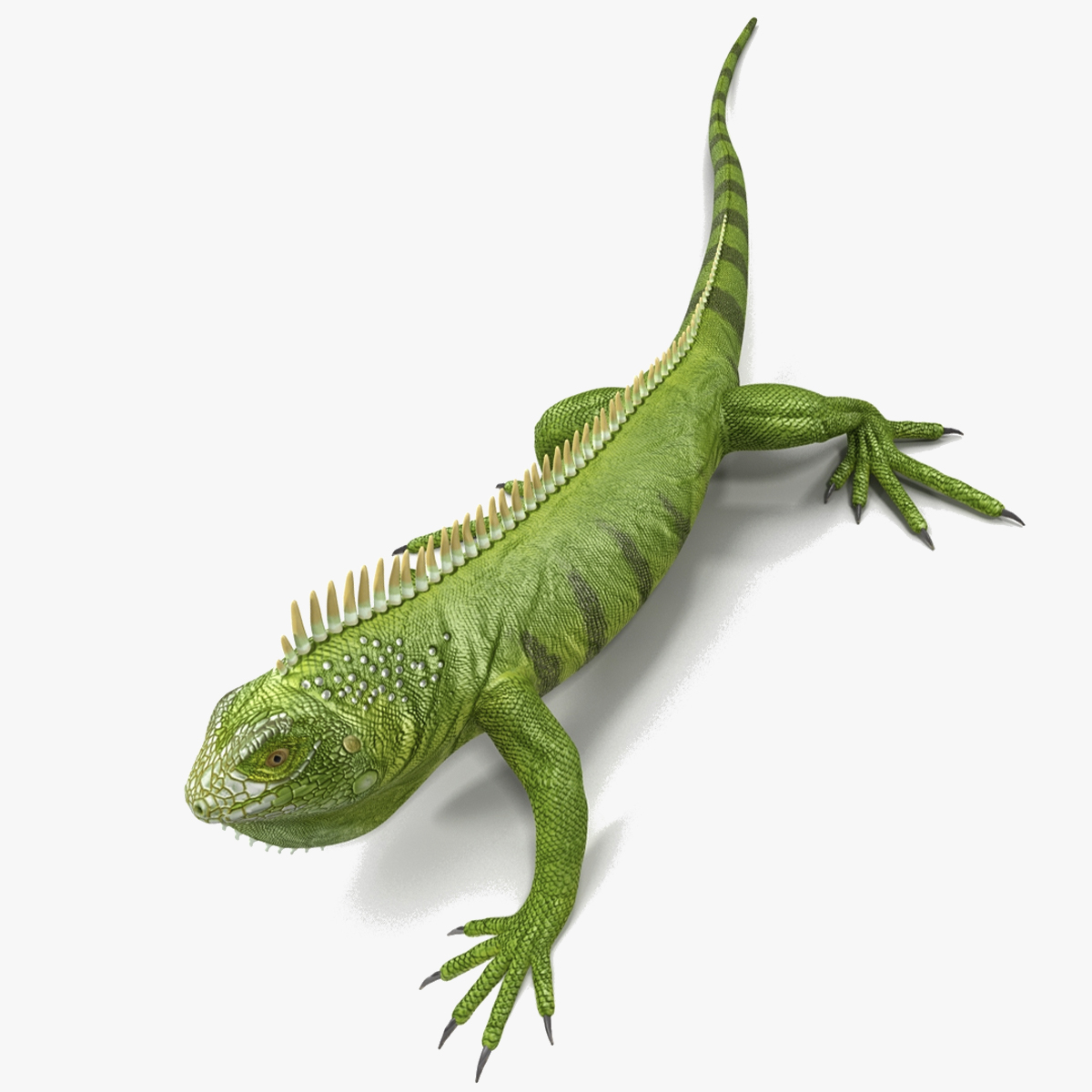 3D model Iguana Reptile Creature Rigged