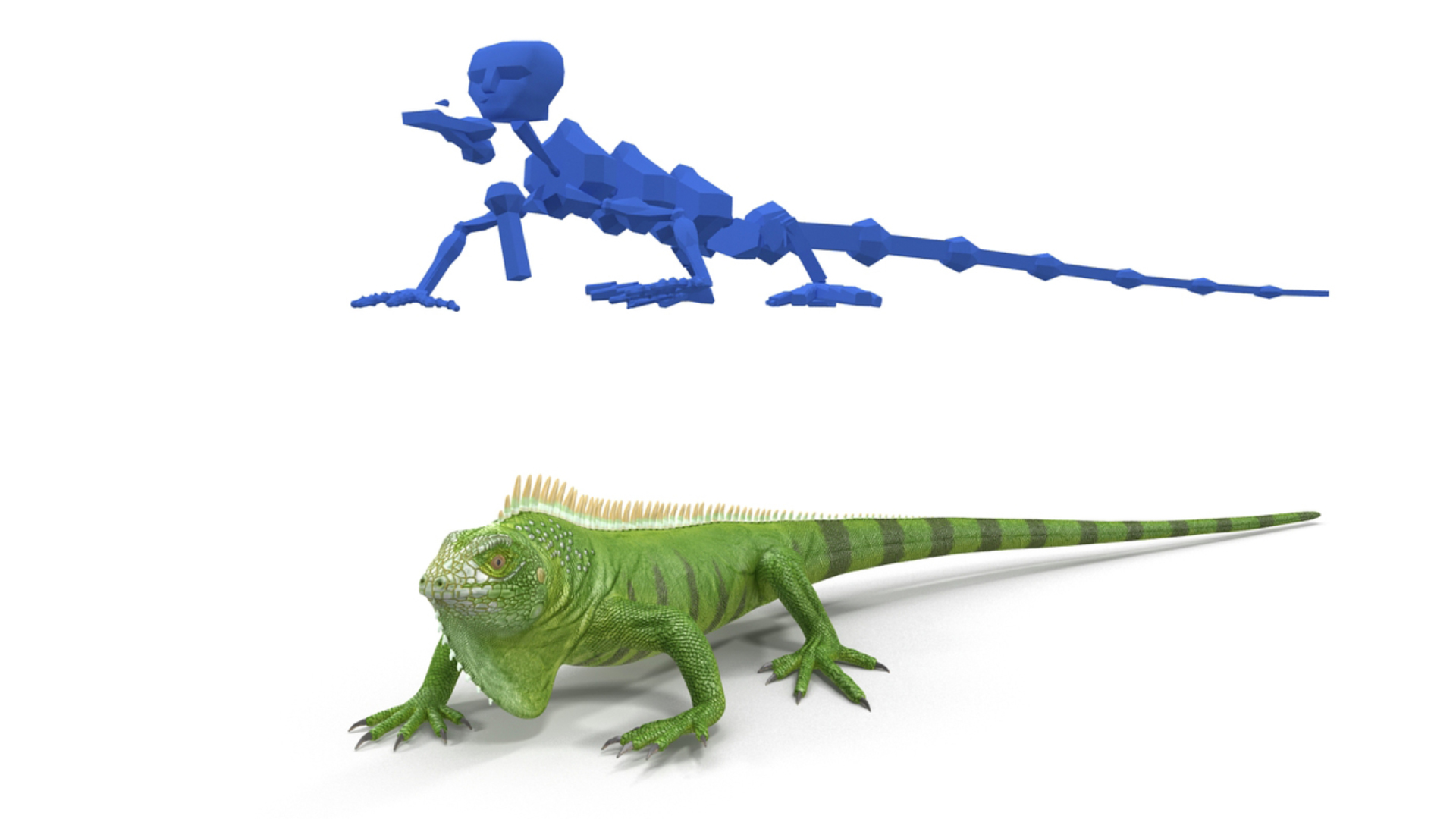 3D model Iguana Reptile Creature Rigged