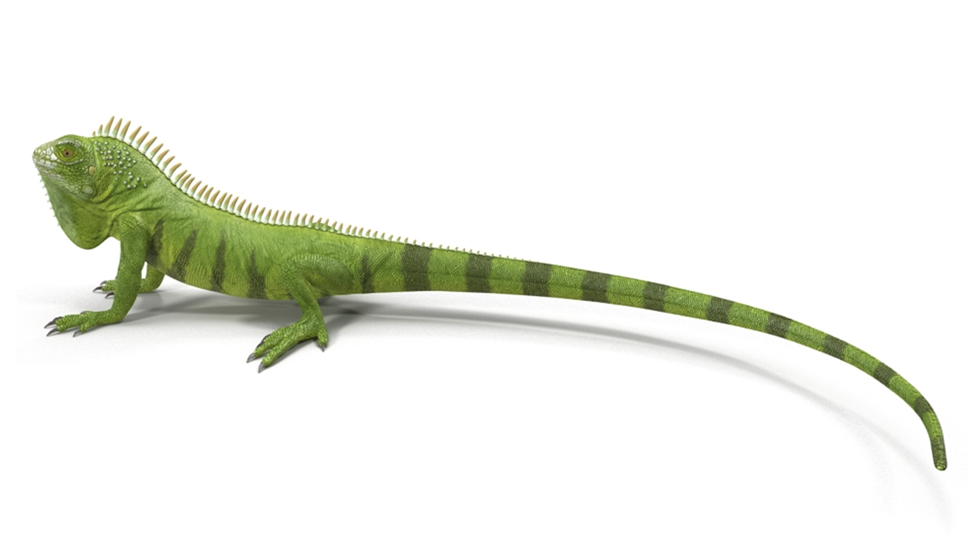 3D model Iguana Reptile Creature Rigged