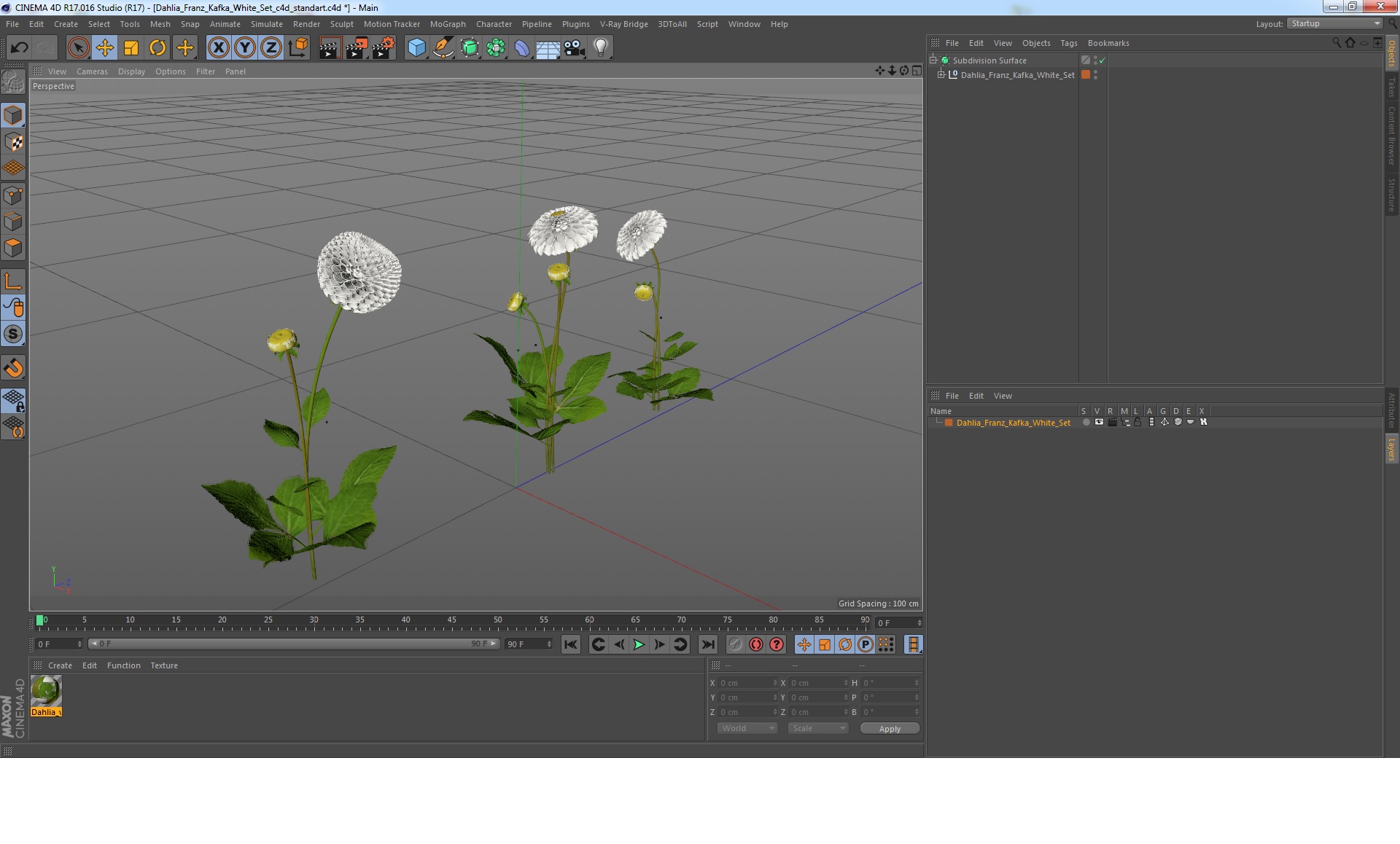 3D Dahlia Franz Kafka White Set model