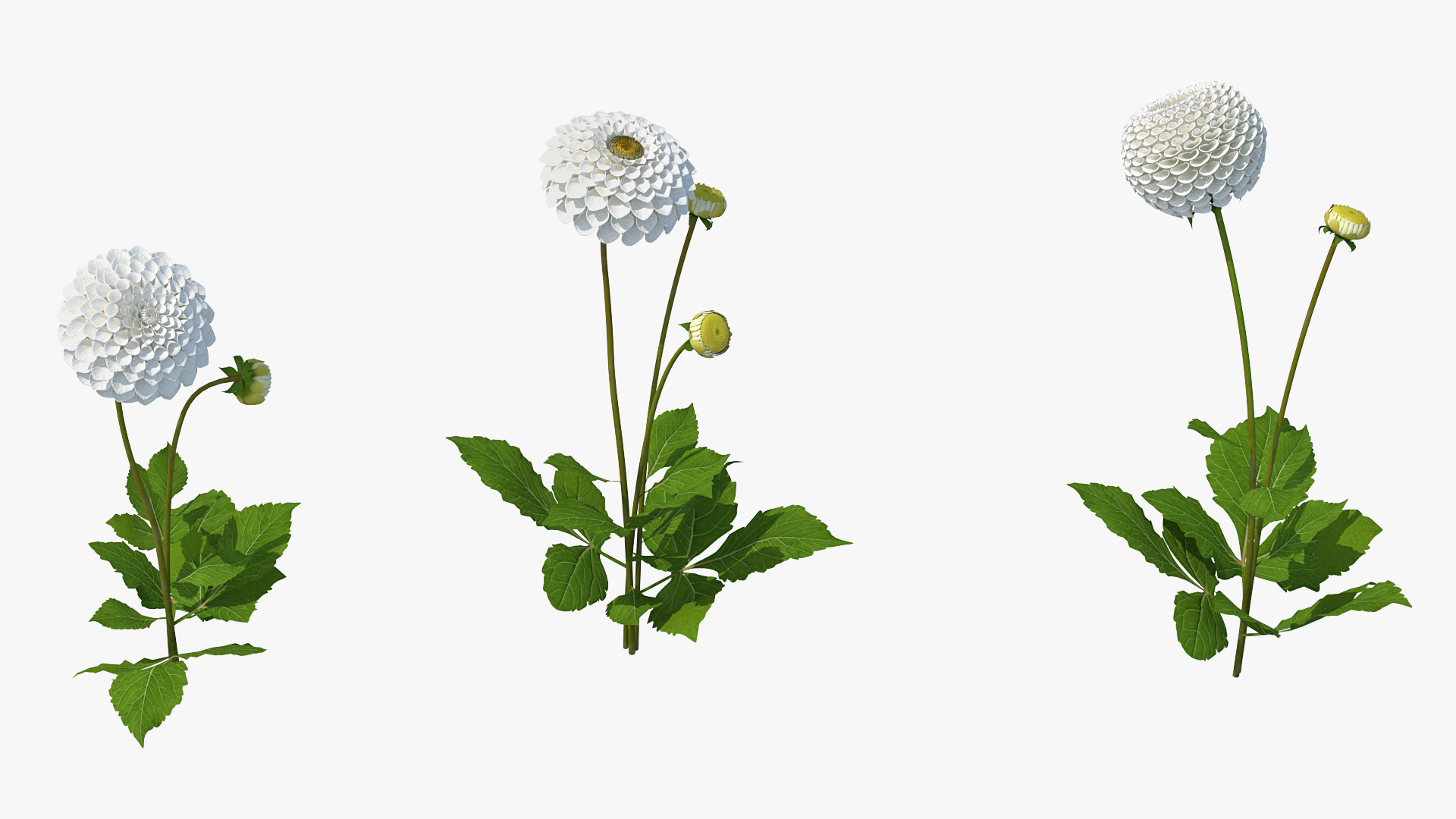 3D Dahlia Franz Kafka White Set model