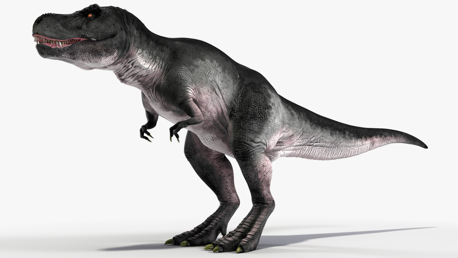3D model T Rex Idle Animated Rigged for Maya