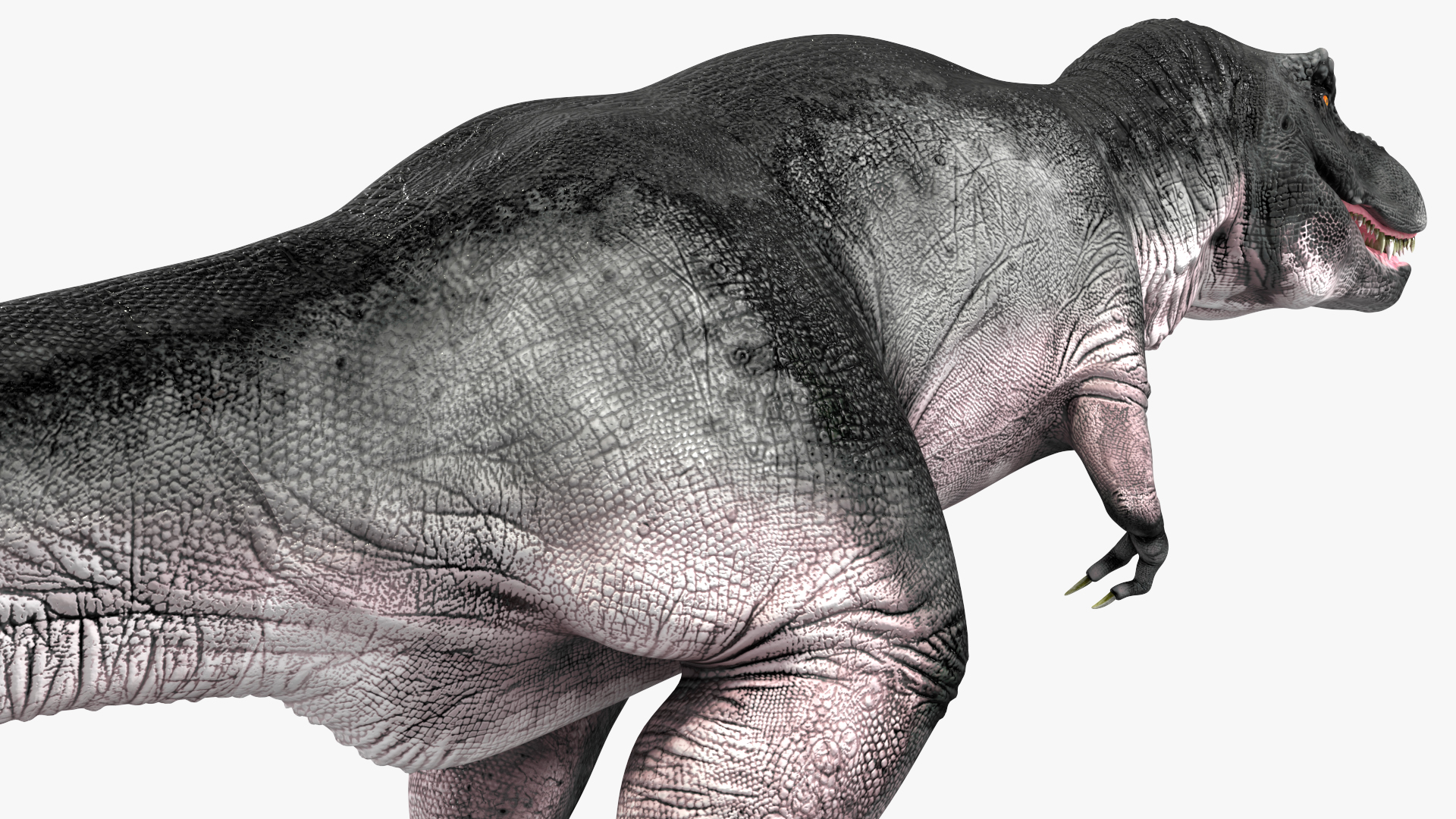 3D model T Rex Idle Animated Rigged for Maya