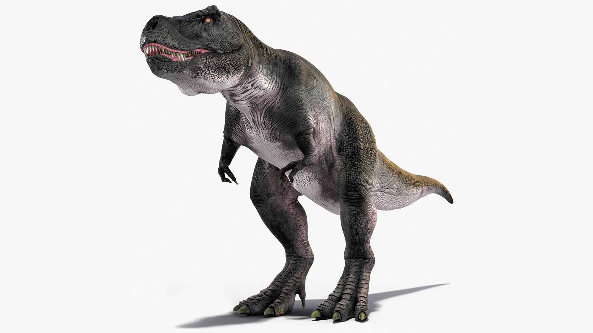 3D model T Rex Idle Animated Rigged for Maya