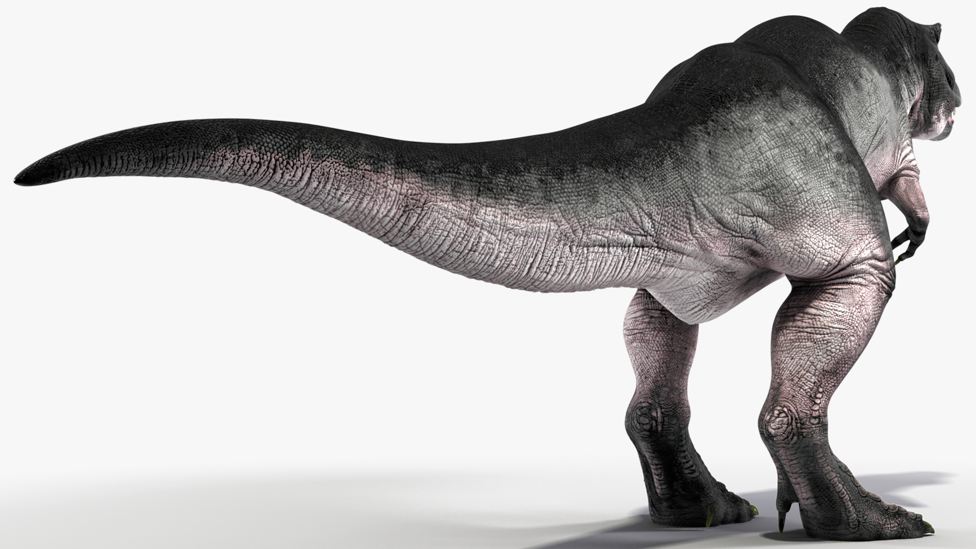 3D model T Rex Idle Animated Rigged for Maya