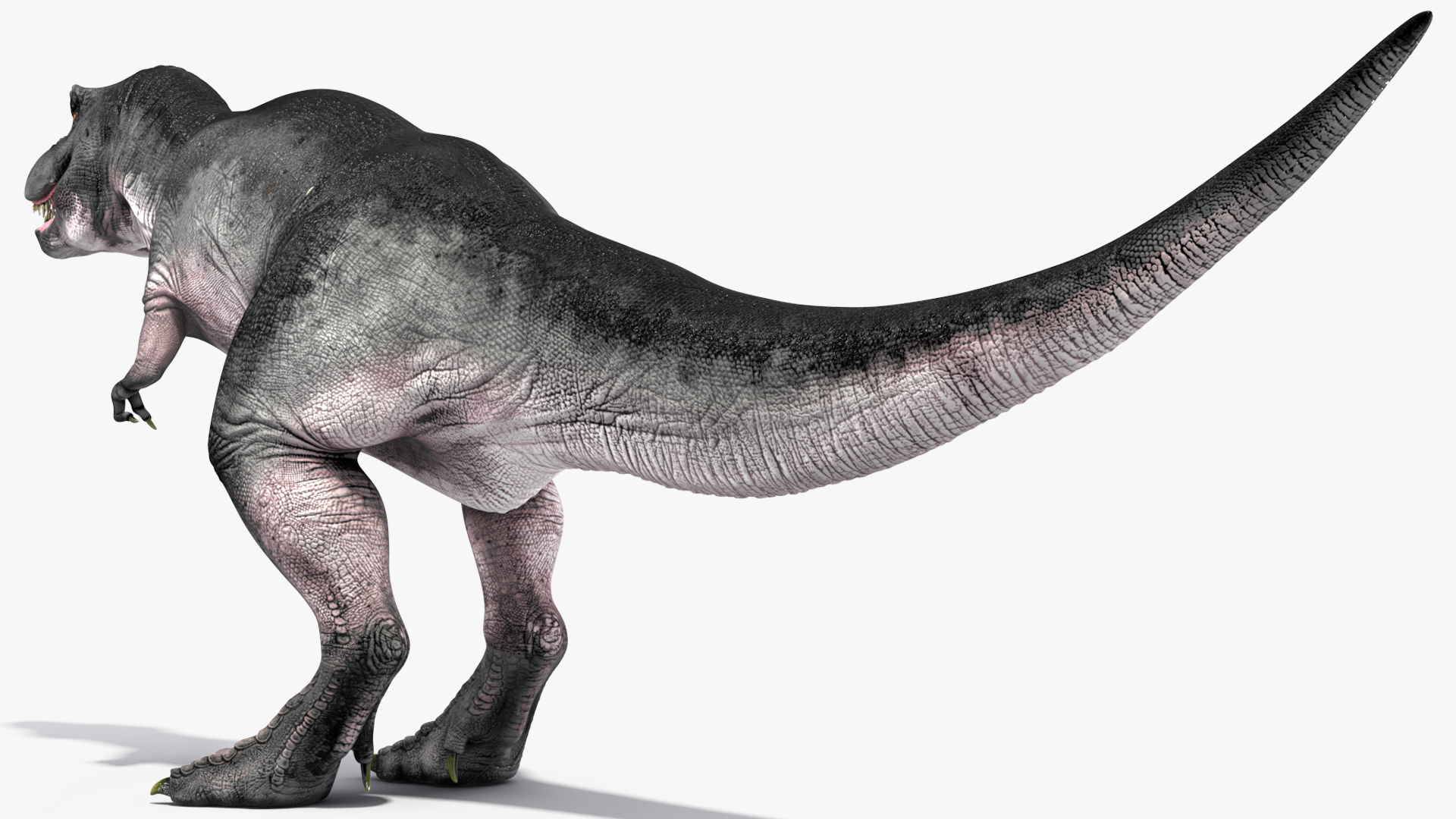 3D model T Rex Idle Animated Rigged for Maya