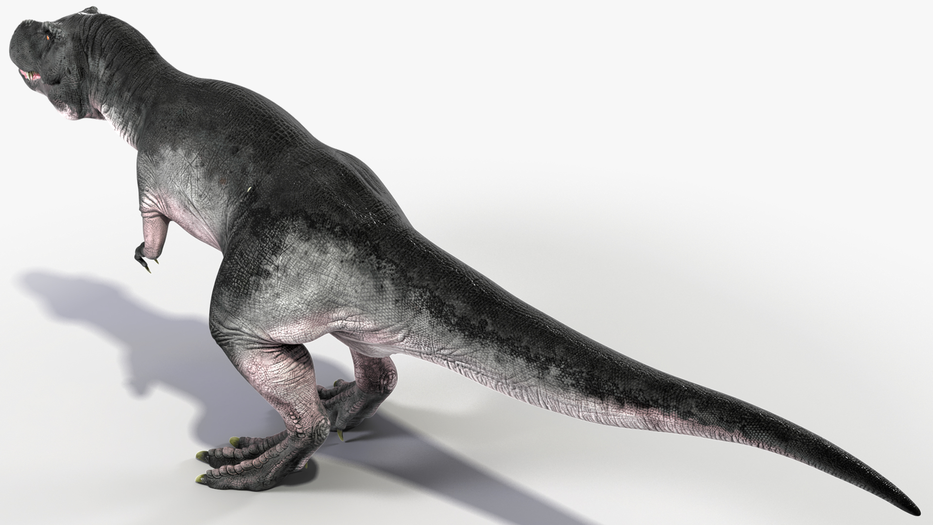 3D model T Rex Idle Animated Rigged for Maya