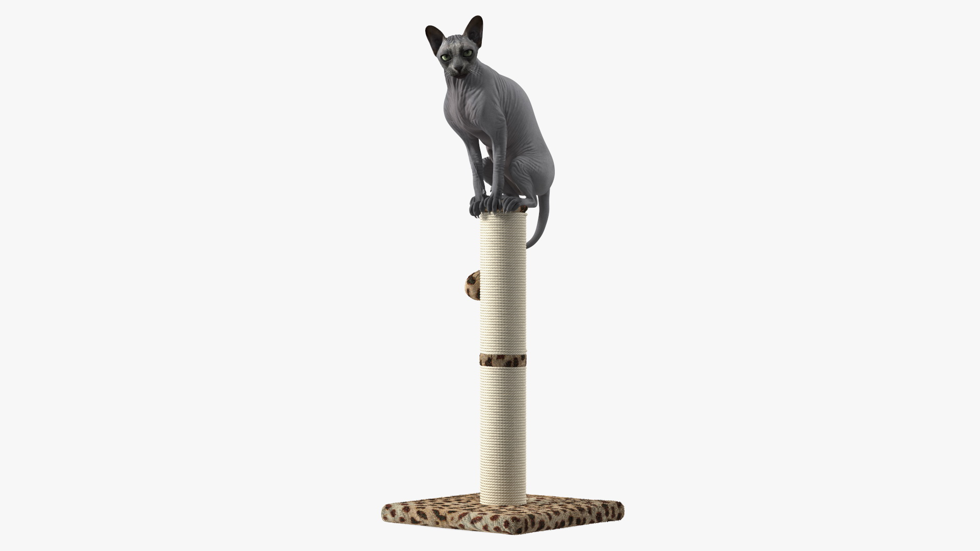 Cat Sitting On A Scratching Post 3D