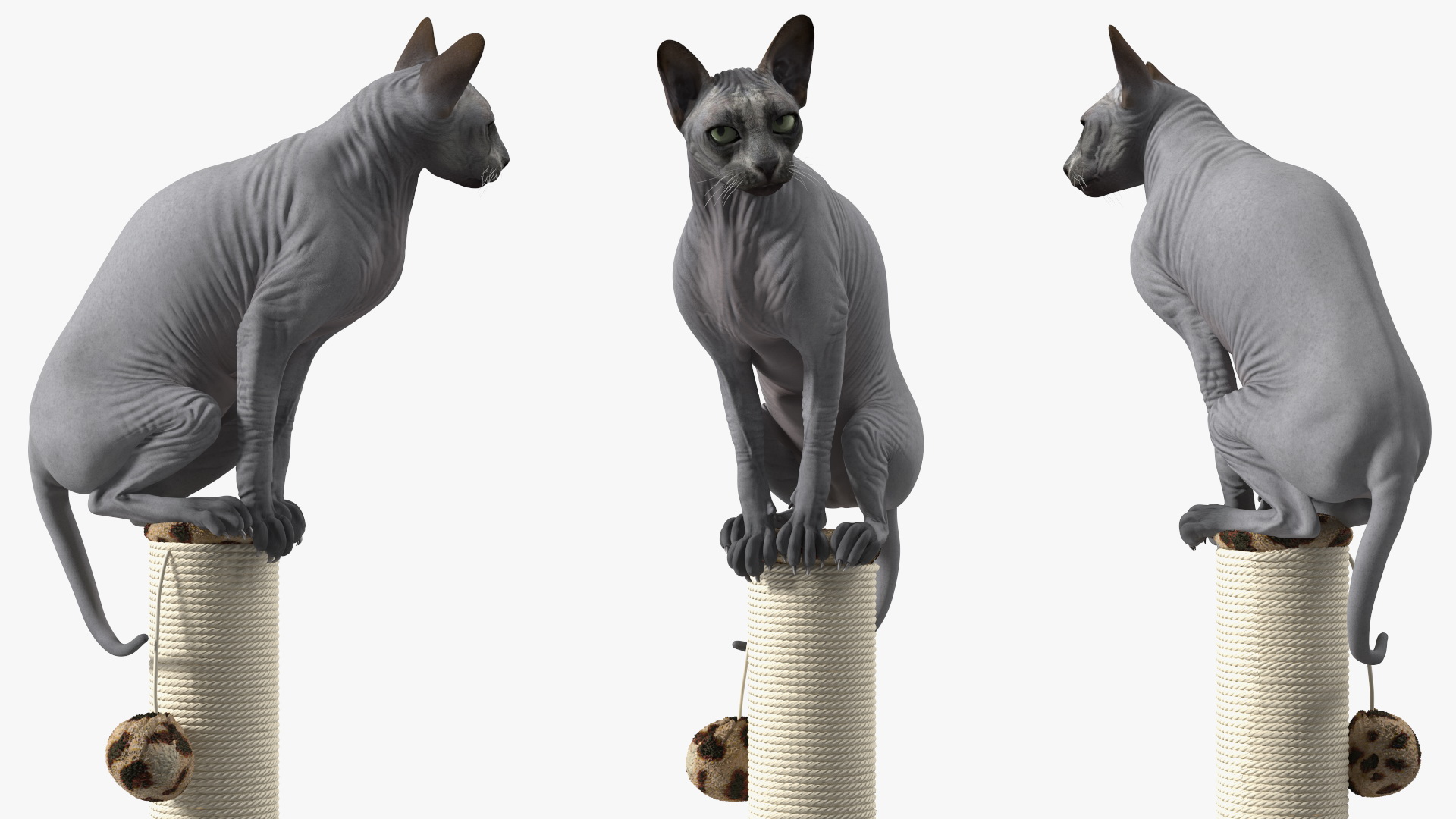 Cat Sitting On A Scratching Post 3D