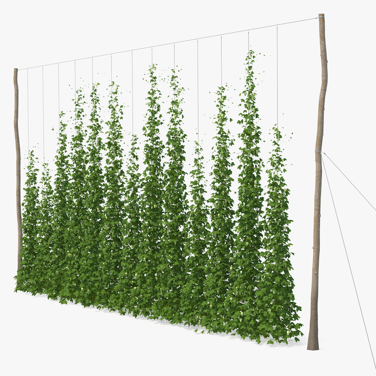 Green Growing Hops Plantation, view 3