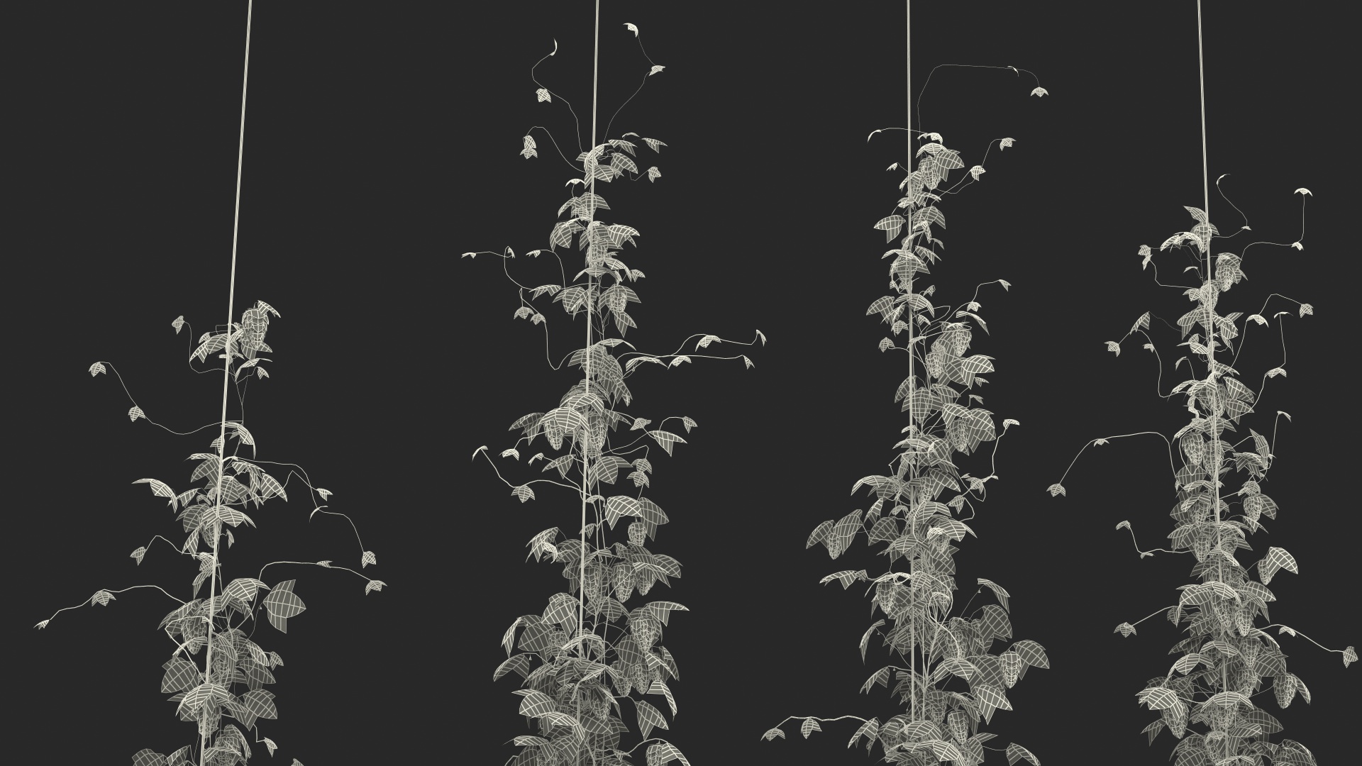 Green Growing Hops Plantation 3D model
