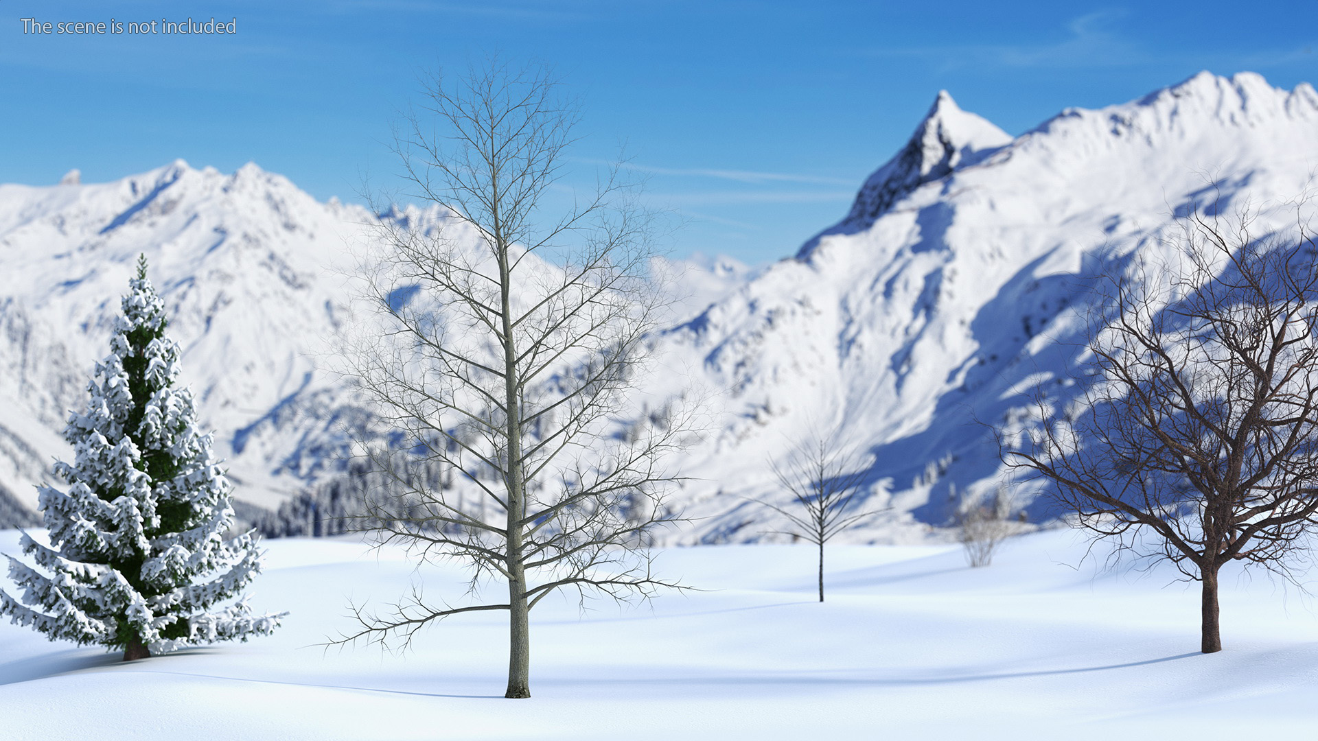 3D Bare Poplar Winter Tree model