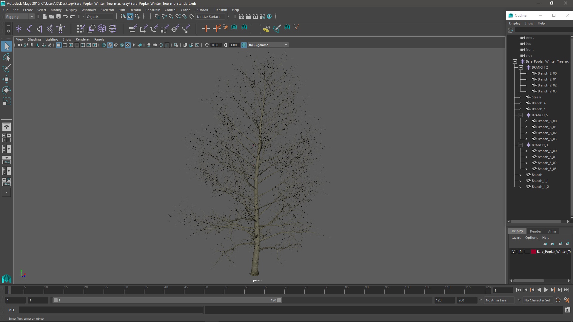 3D Bare Poplar Winter Tree model