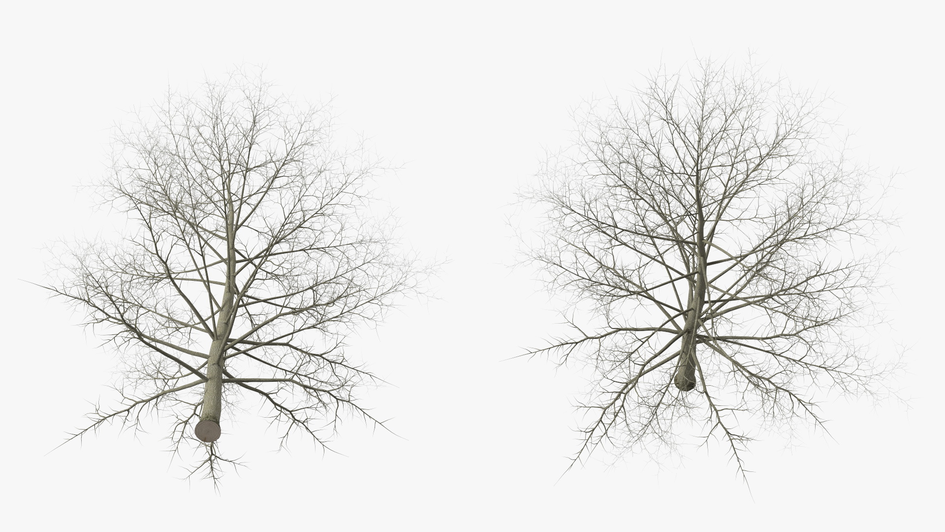 3D Bare Poplar Winter Tree model
