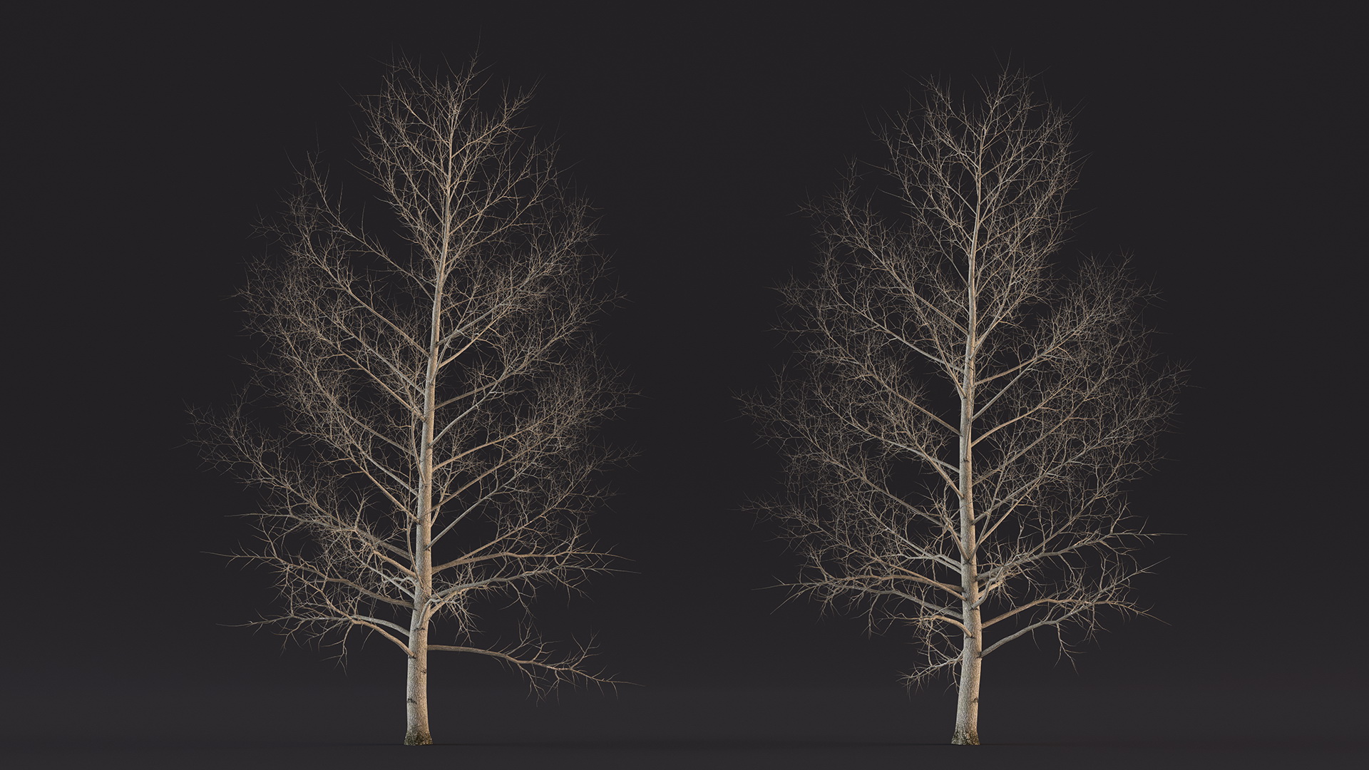 3D Bare Poplar Winter Tree model
