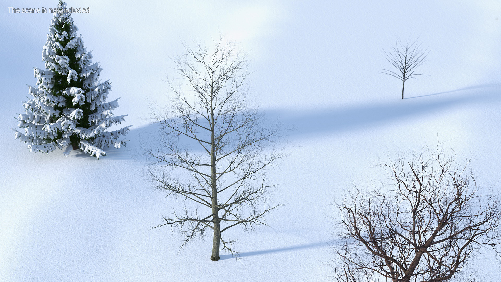 3D Bare Poplar Winter Tree model