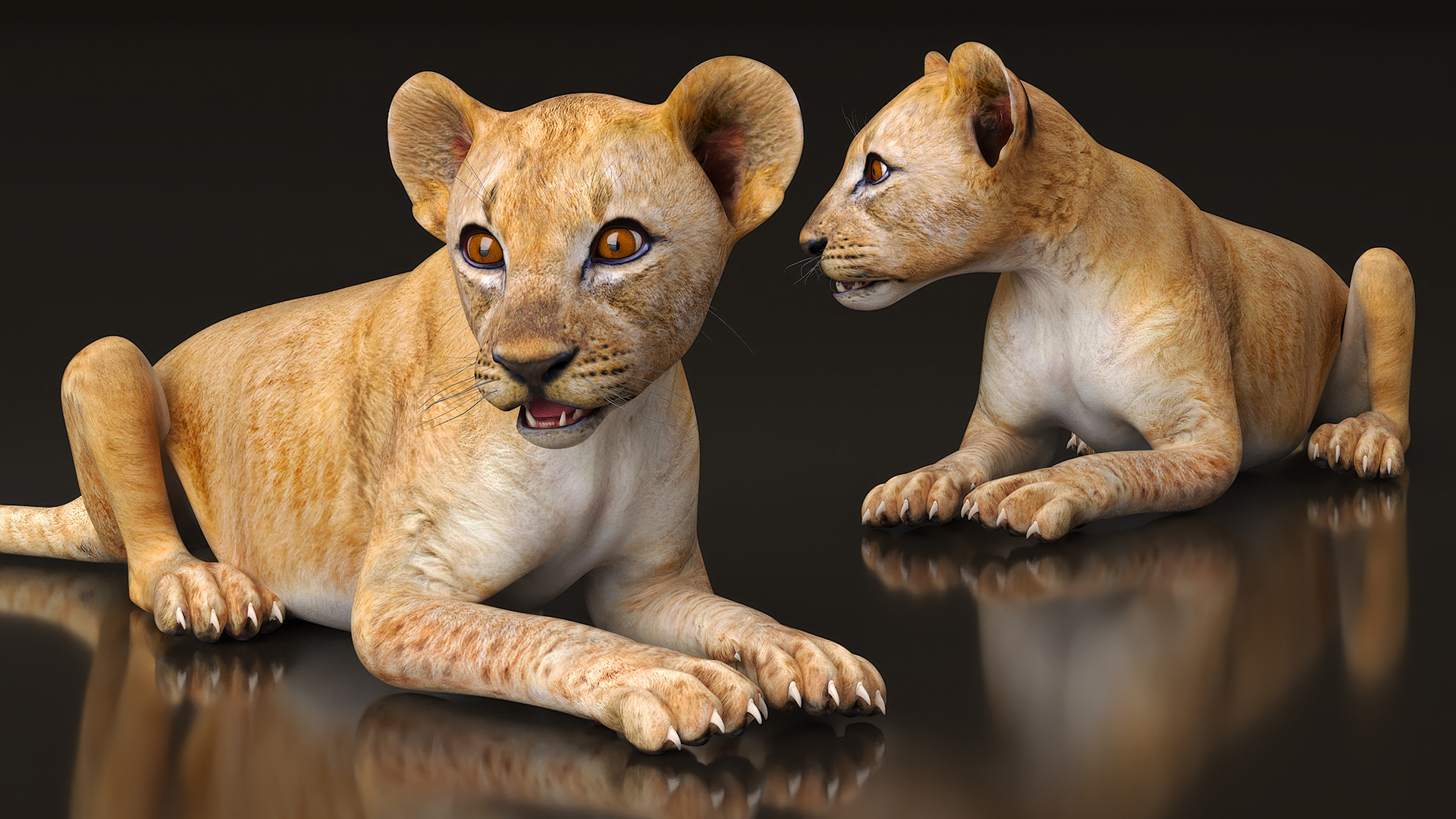 Lion Cub Lying Down 3D model