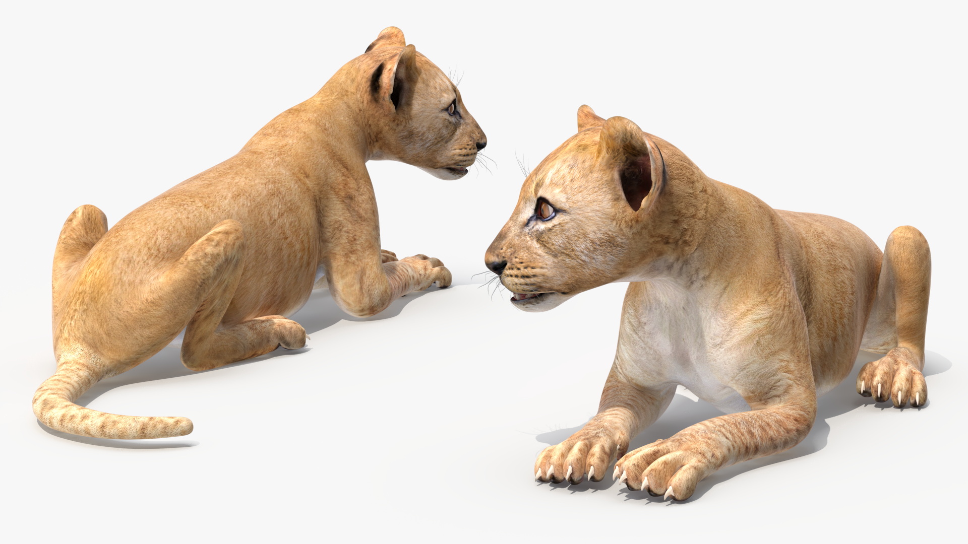 Lion Cub Lying Down 3D model