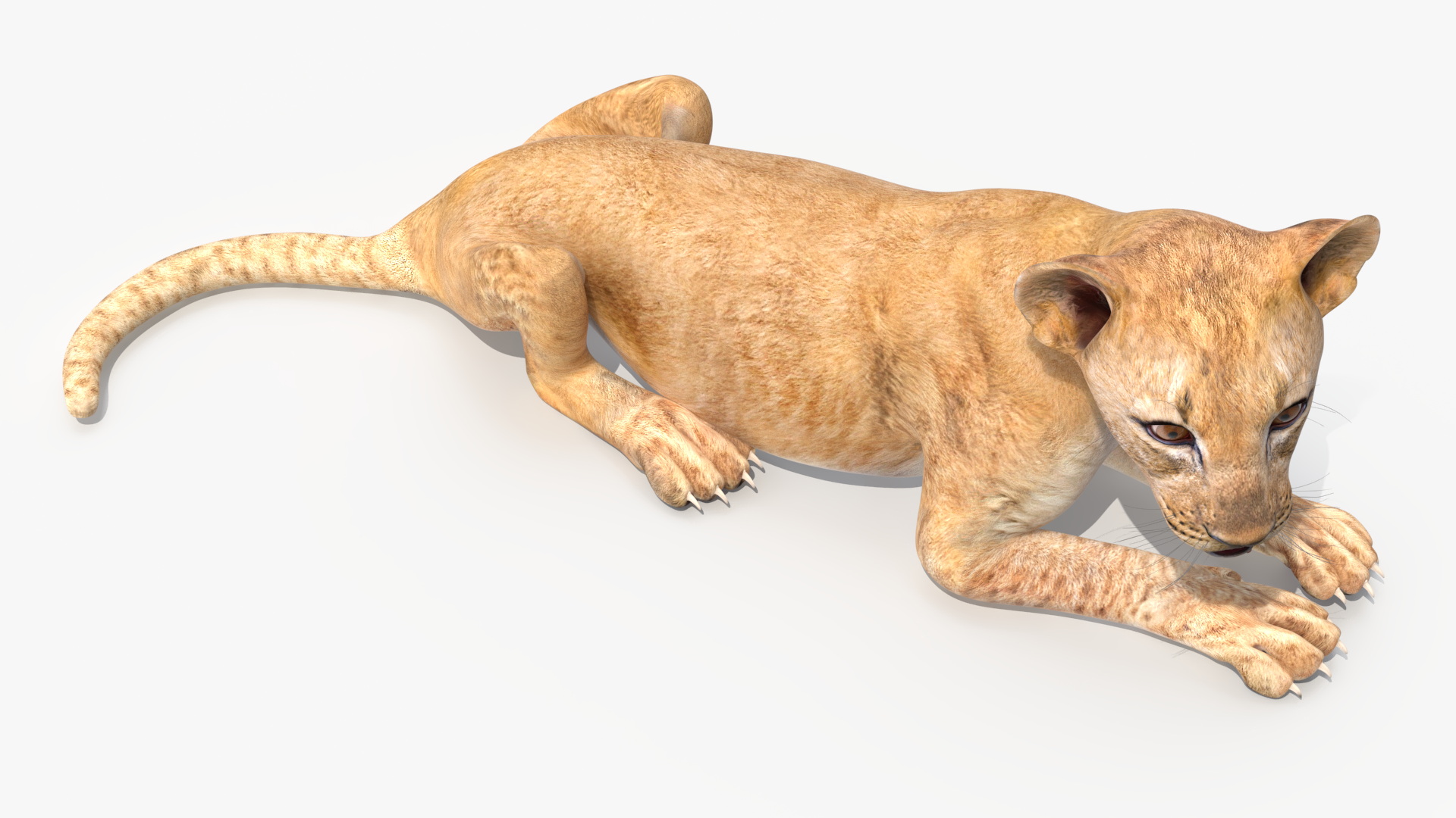 Lion Cub Lying Down 3D model