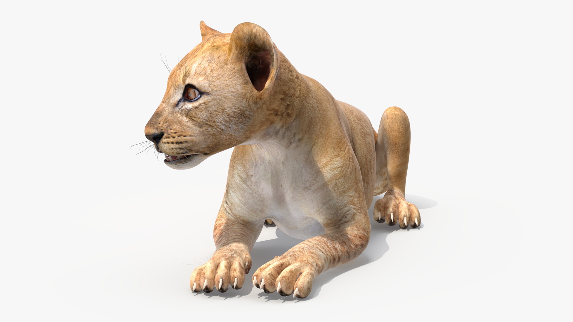 Lion Cub Lying Down 3D model