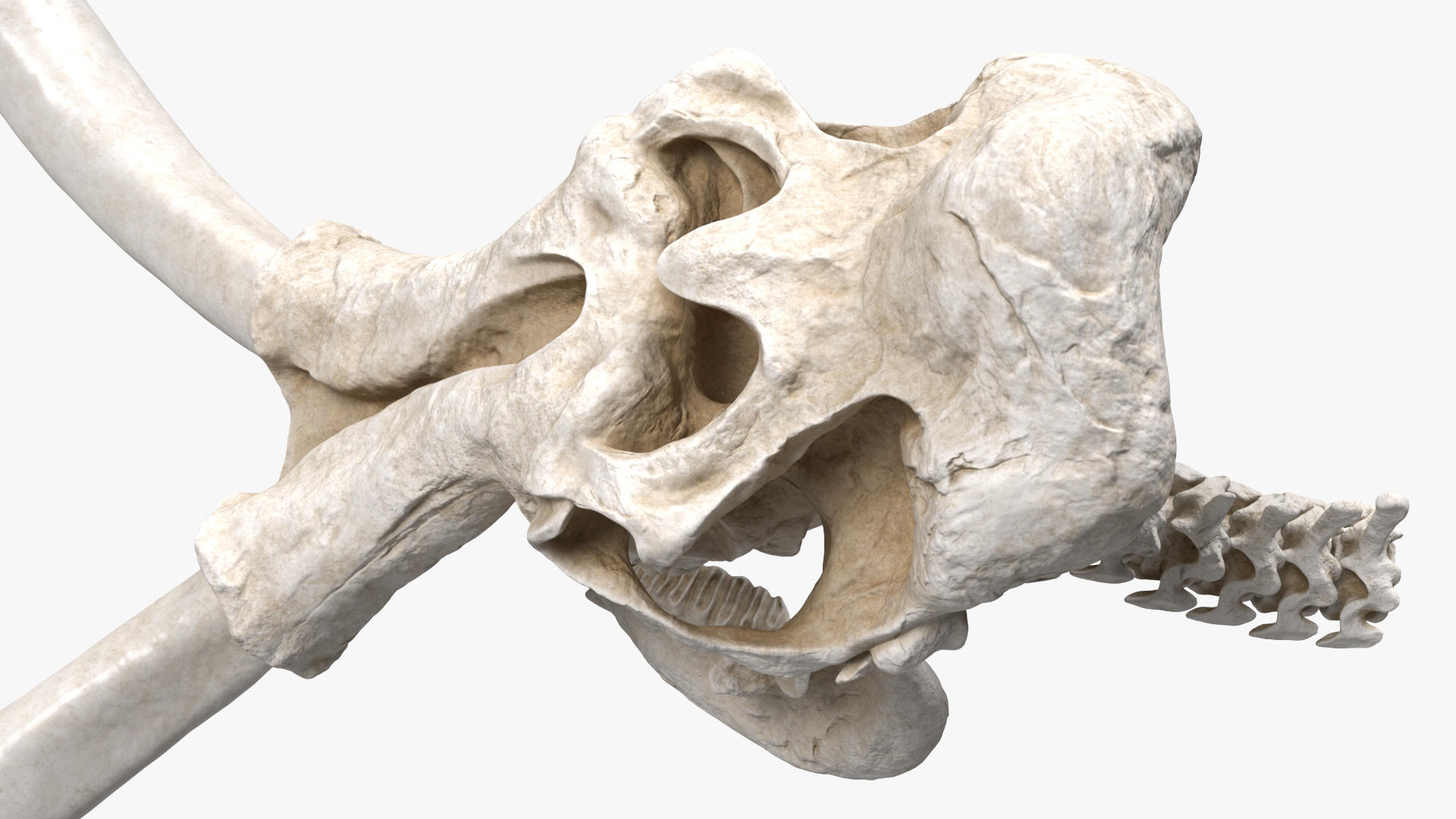 3D Mammoth Skull model