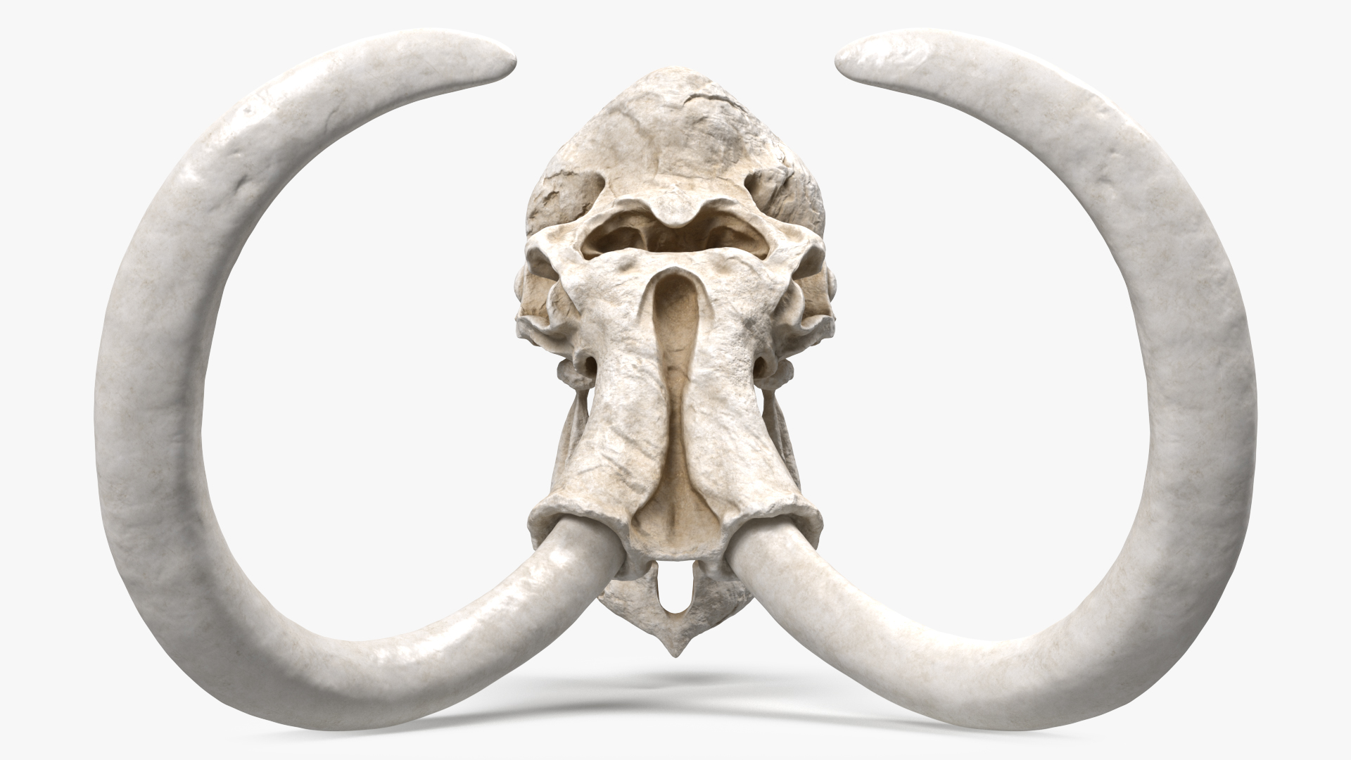 3D Mammoth Skull model