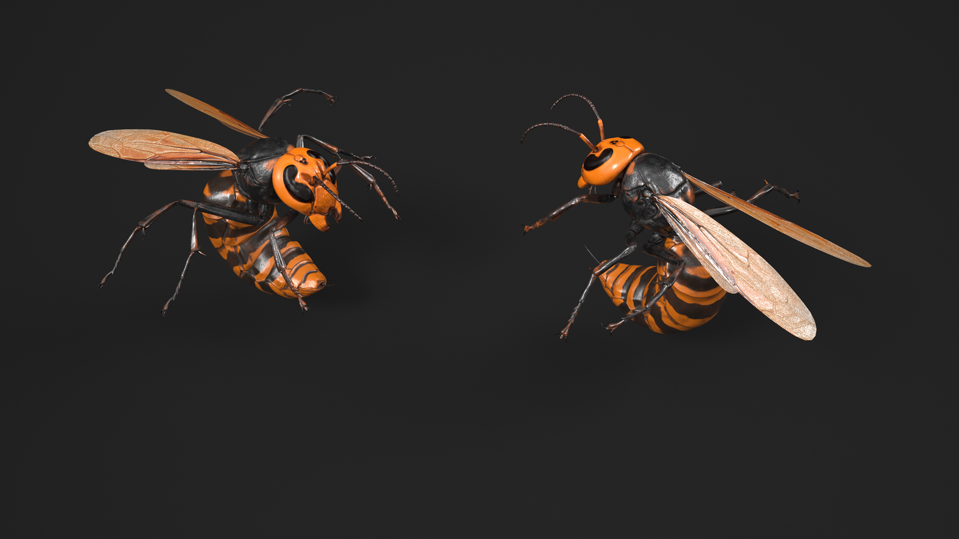3D Northern Giant Hornet Attack Pose model