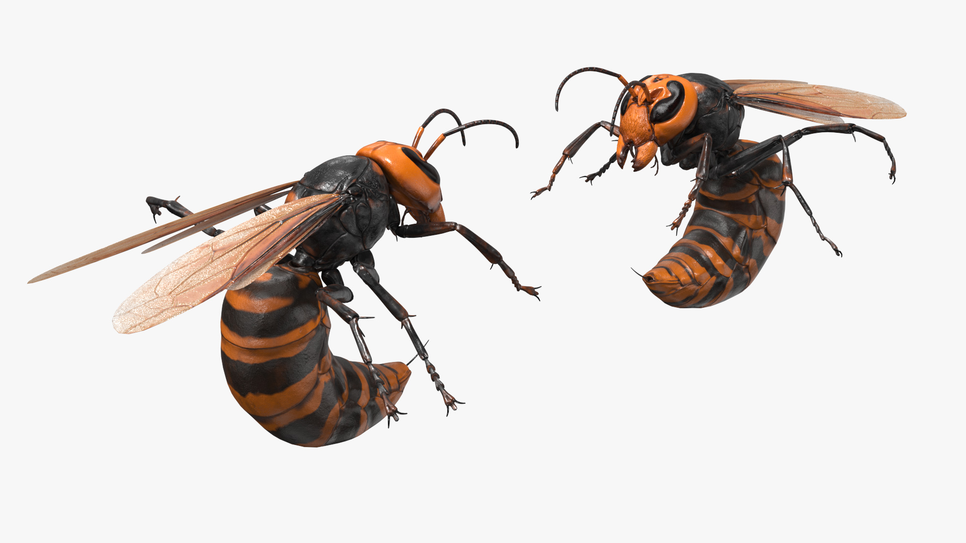 3D Northern Giant Hornet Attack Pose model