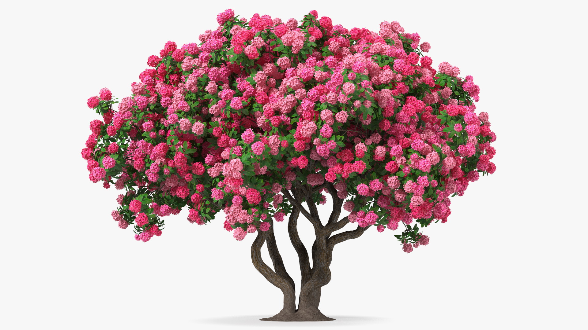 Pink Rhododendron Tree 3D